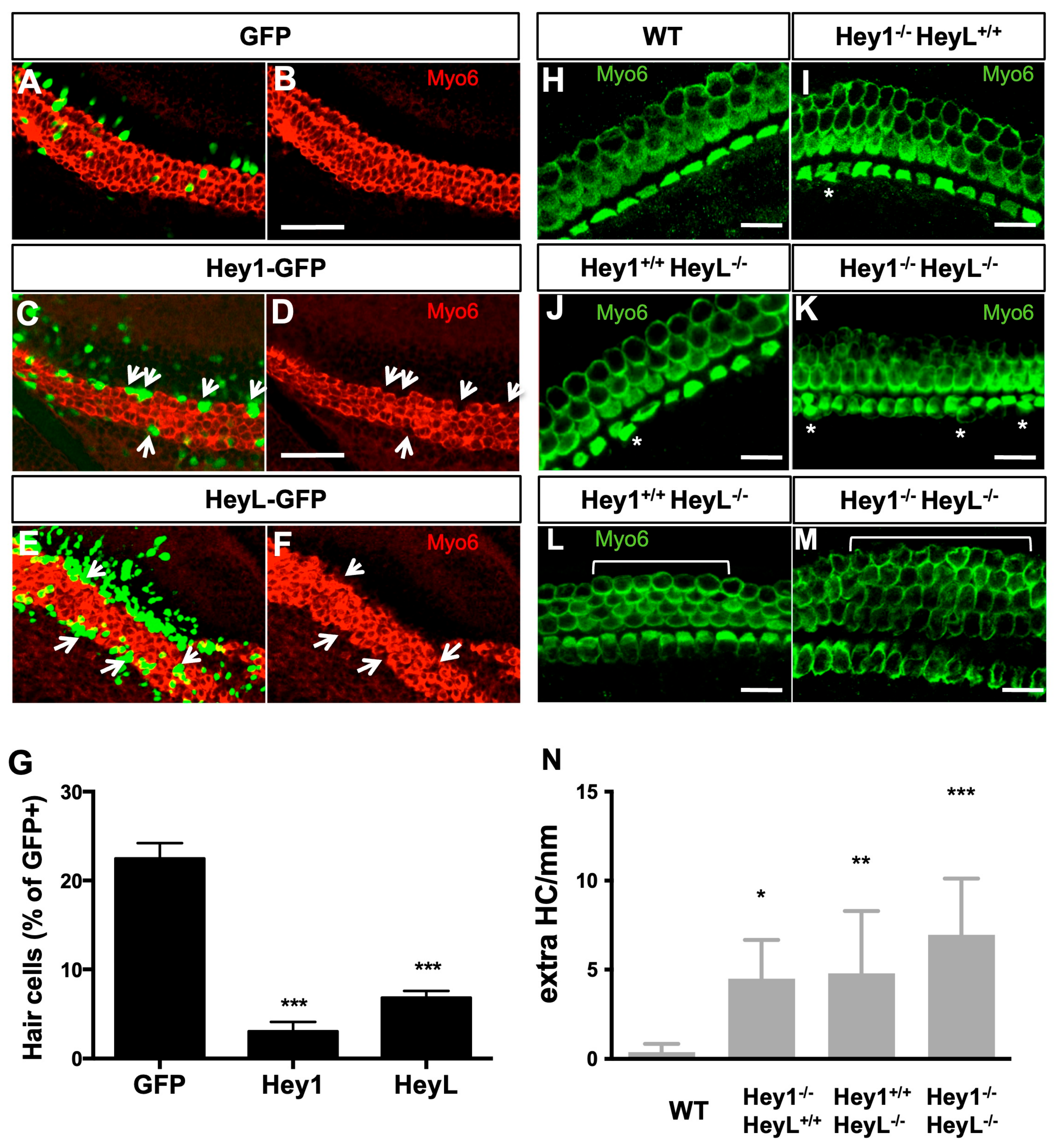 Cells 12 02148 g005 Cells 12 02148 g005