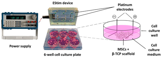 Combining electrical stimulation and tissue engineering to treat