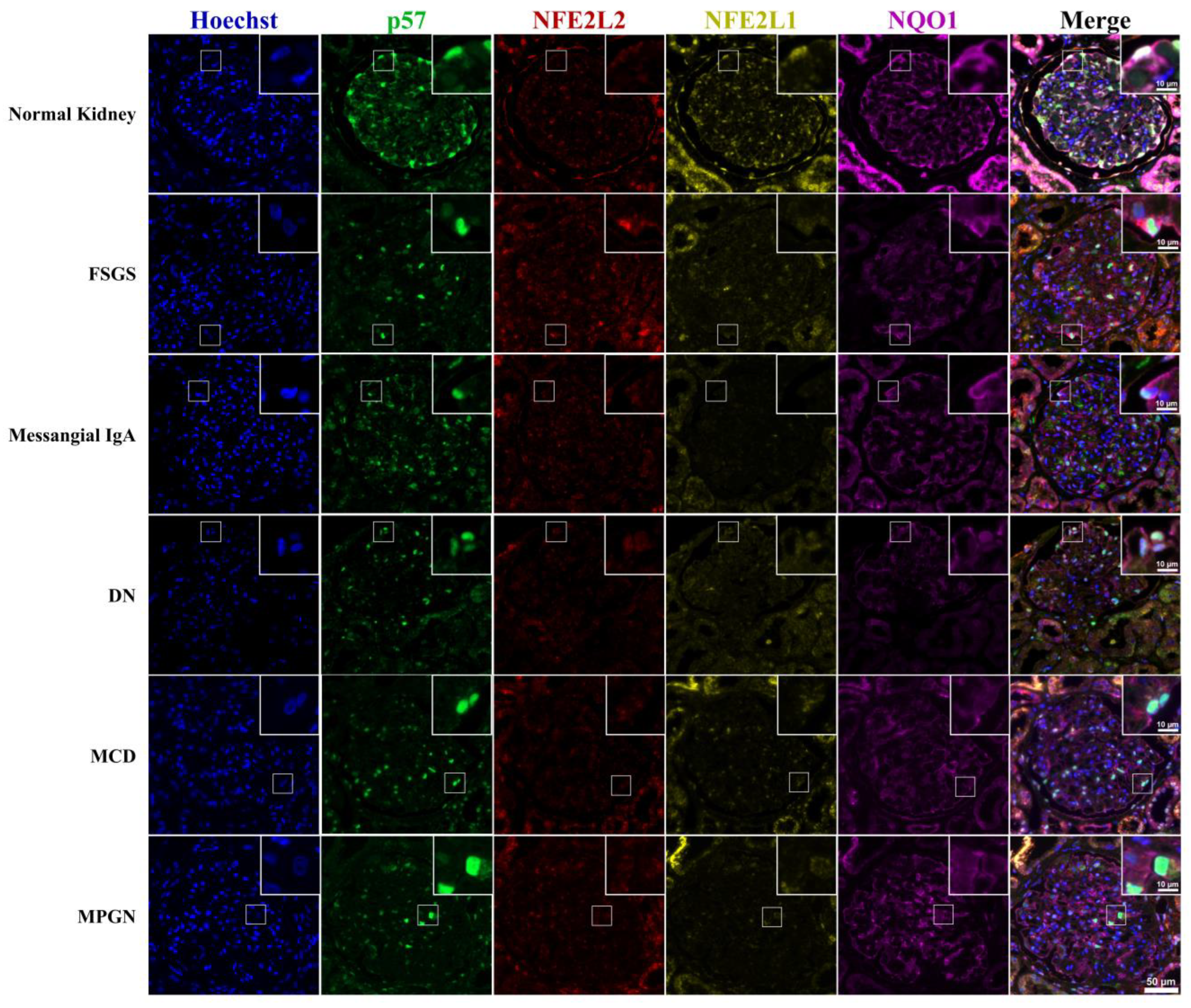 Cells 12 02165 g002 Cells 12 02165 g002