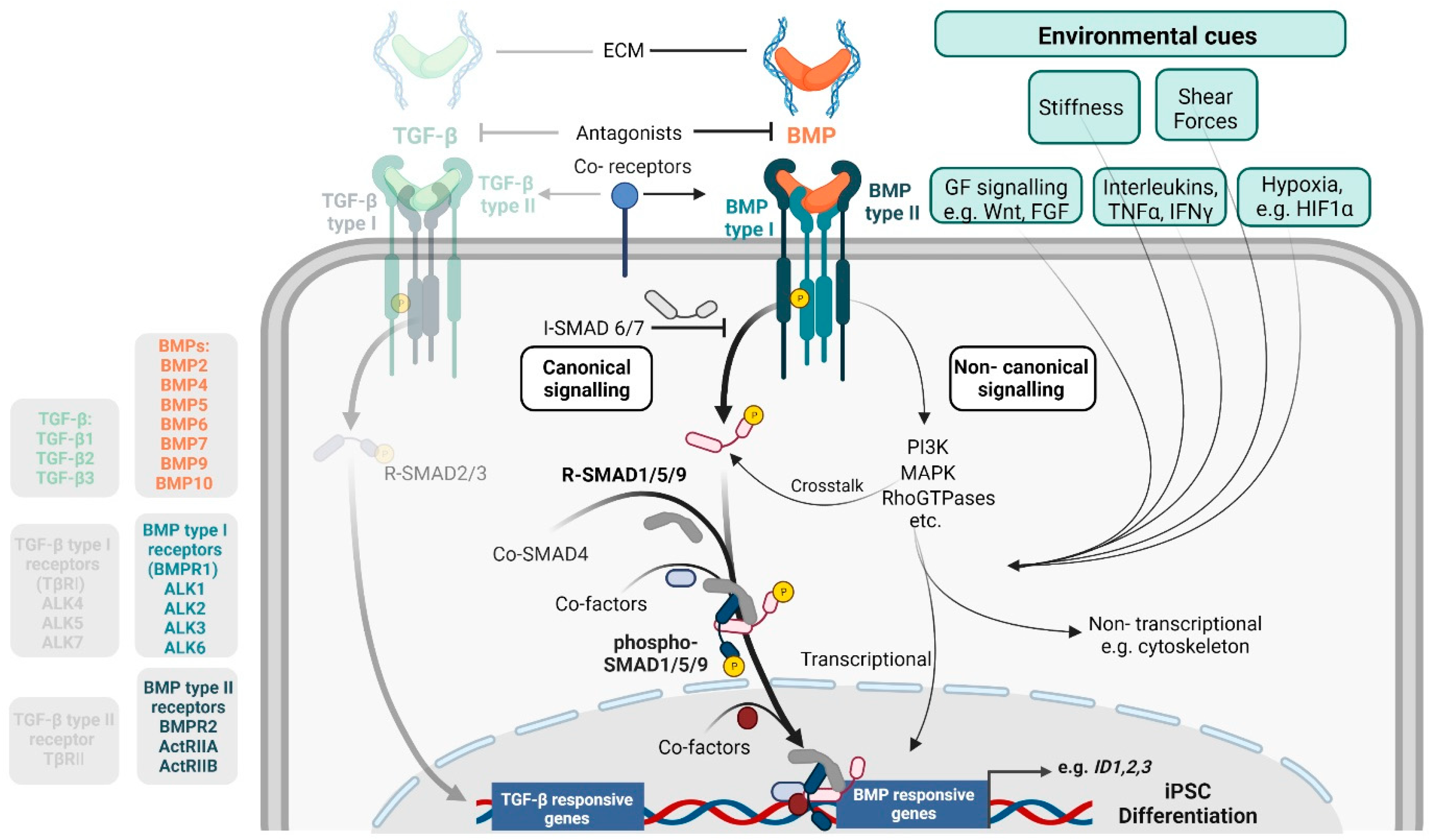 Cells 12 02200 g001 Cells 12 02200 g001