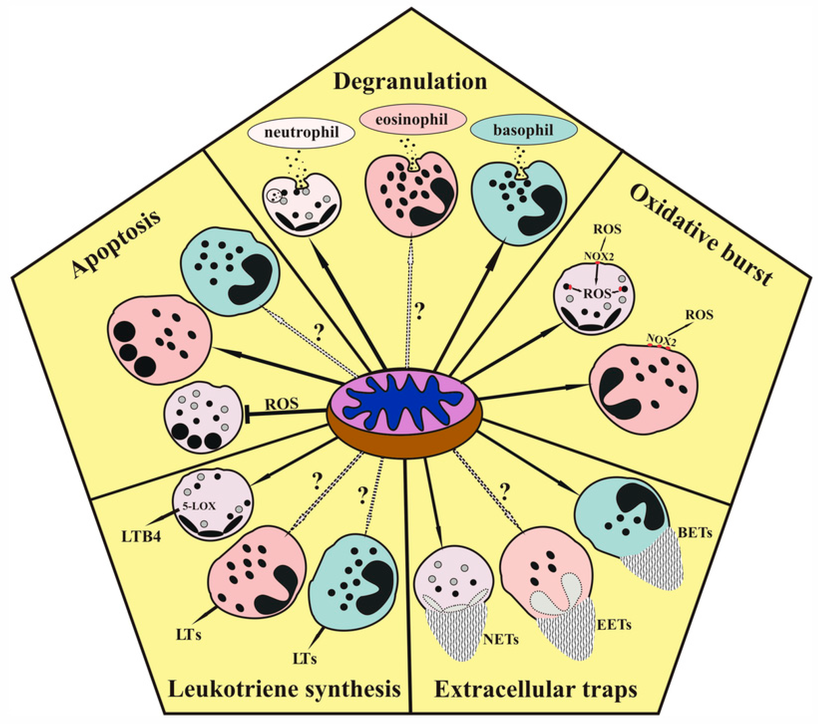 Cells | Free Full-Text | Role of Mitochondria in the Regulation of