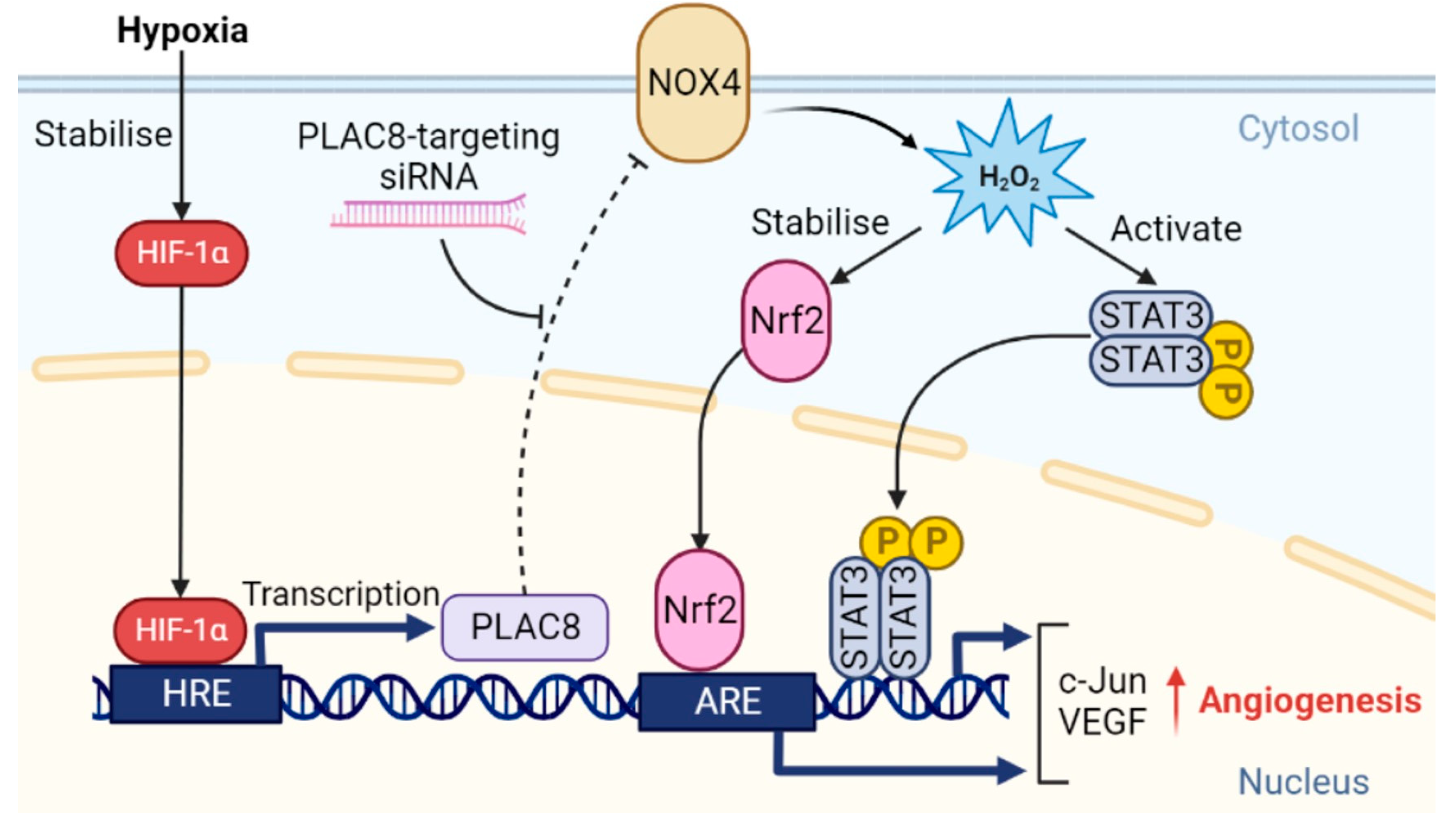 Cells | Free Full-Text | PLAC8-Mediated Activation of NOX4 