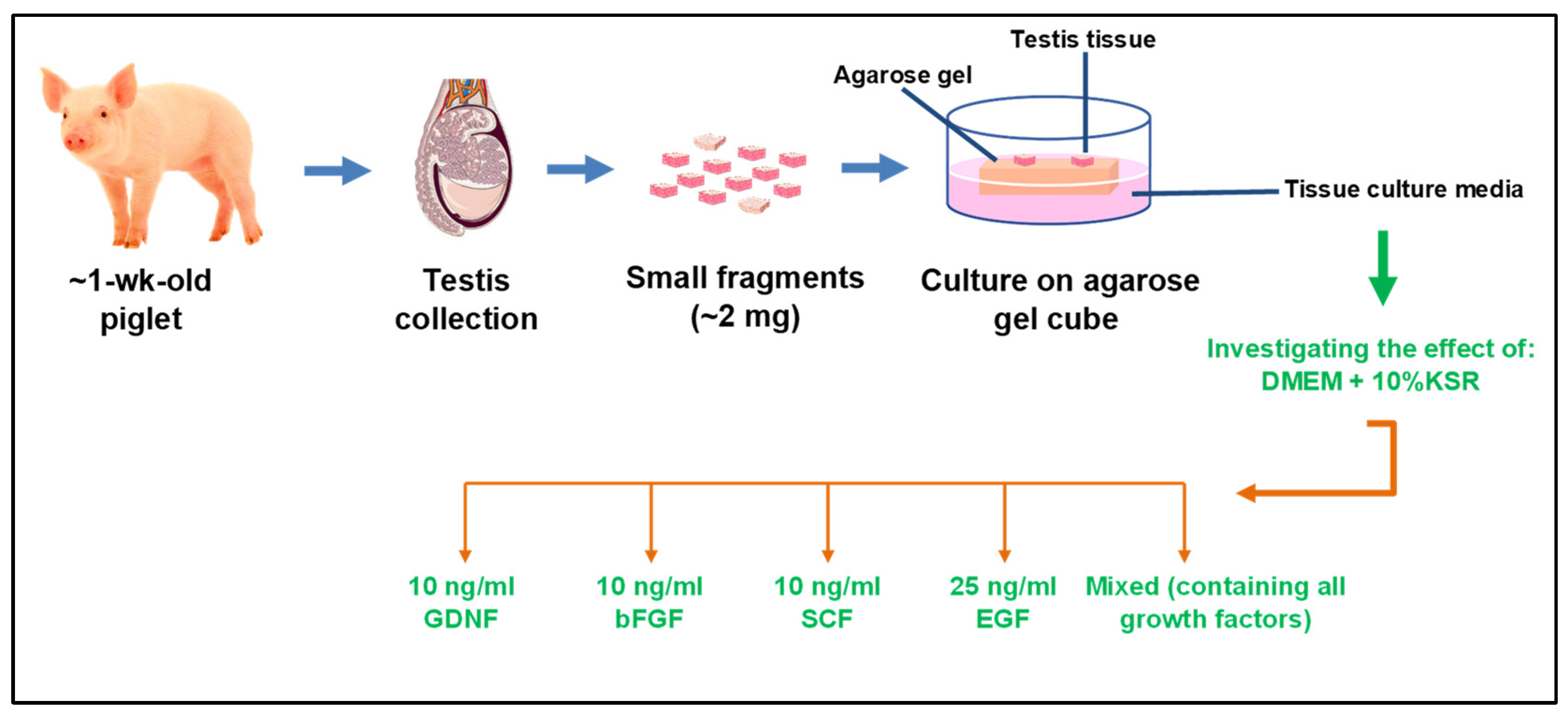 Cells 12 02234 g001 Cells 12 02234 g001