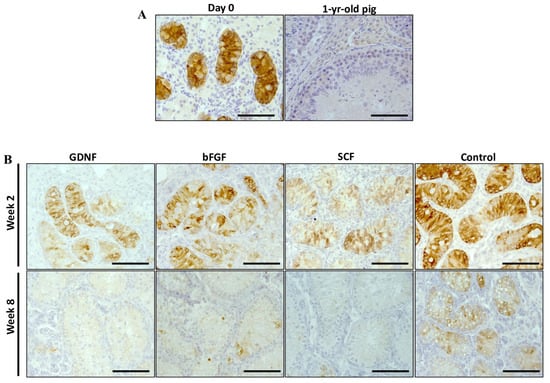 Cells | Free Full-Text | Effects of Growth Factors on In Vitro 