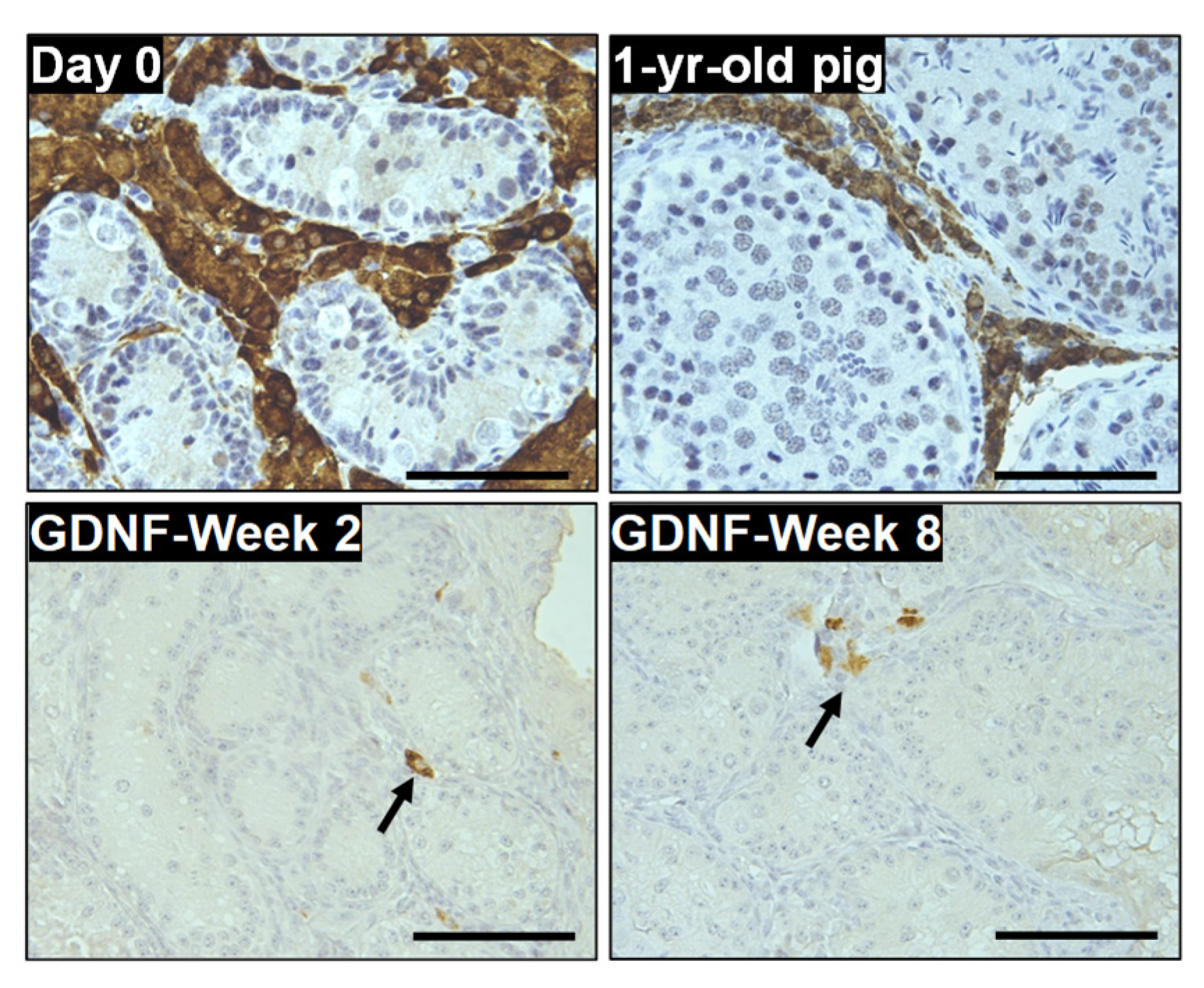 Cells 12 02234 g011 Cells 12 02234 g011