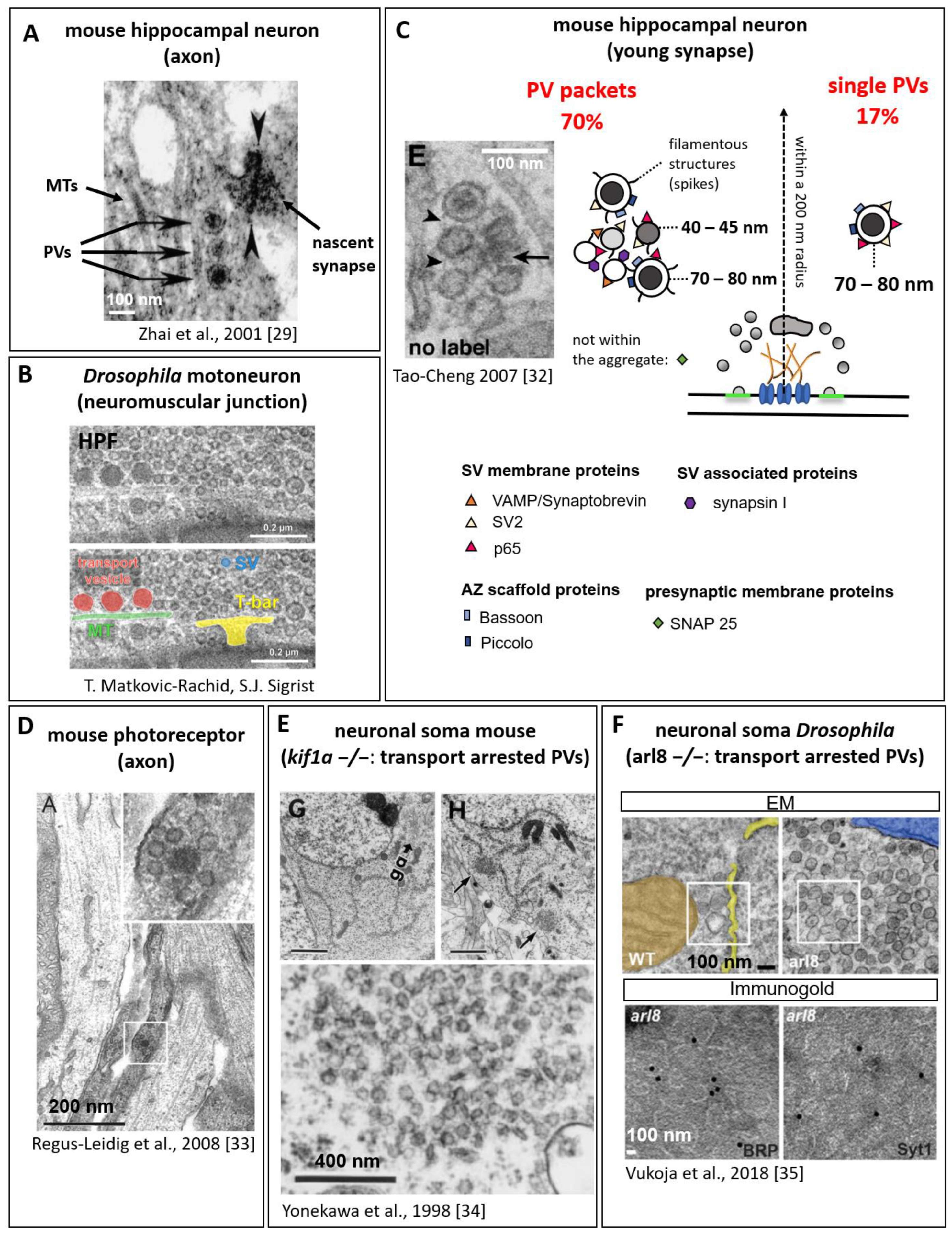 Cells 12 02248 g002 Cells 12 02248 g002