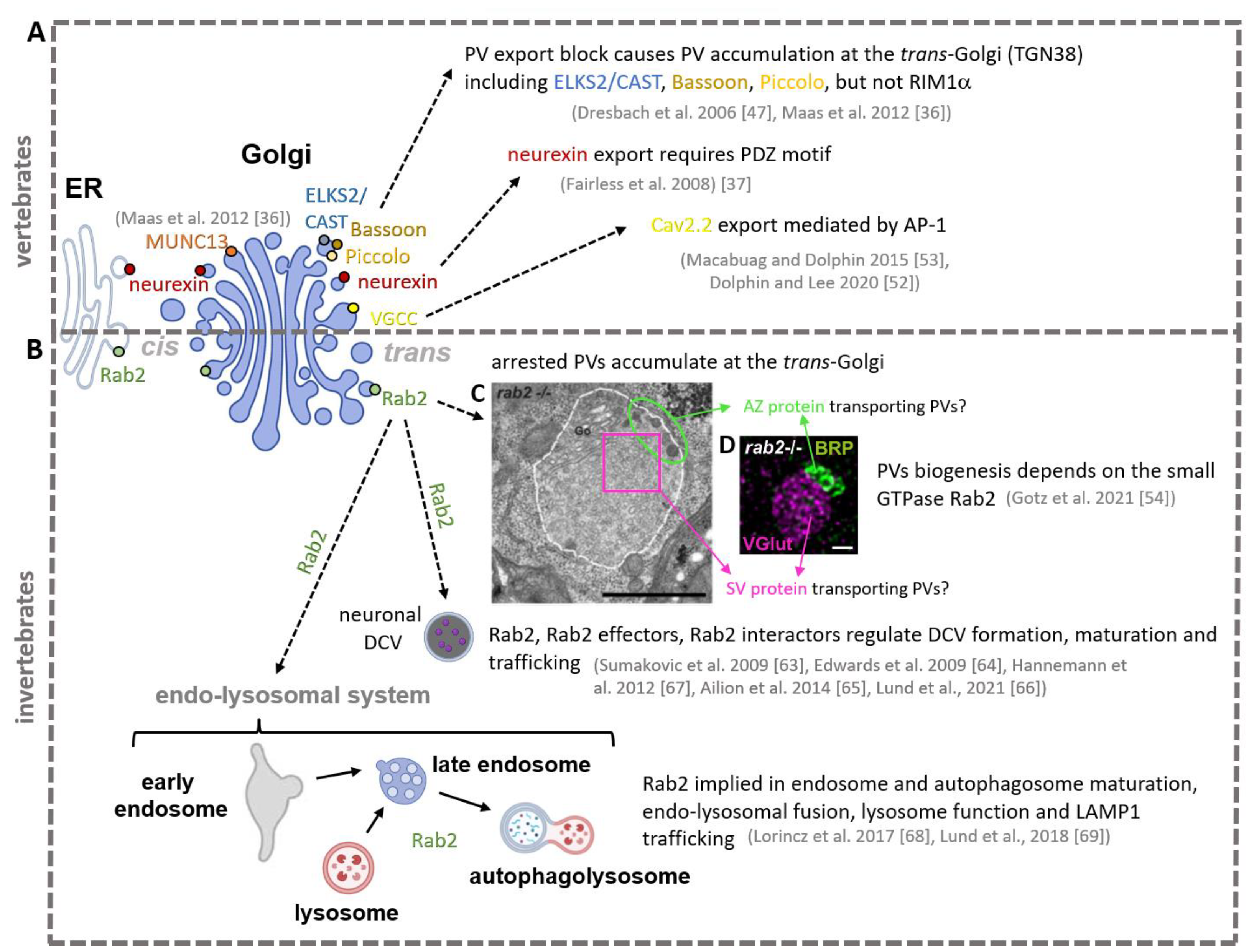 Cells 12 02248 g003 Cells 12 02248 g003
