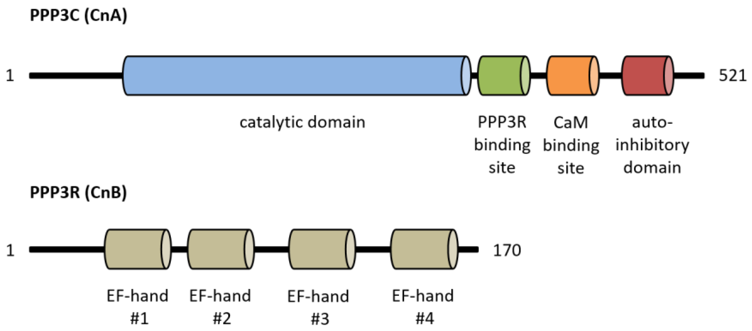 Rho-Kinase Mediates Angiotensin II-Induced Monocyte Chemoattractant  Protein-1 Expression in Rat Vascular Smooth Muscle Cells