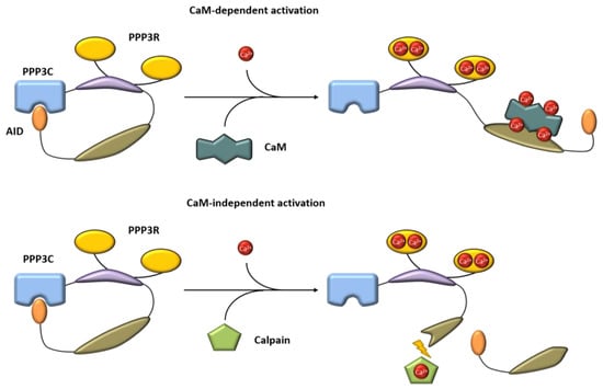 Cells | Free Full-Text | Calcineurin Is A Universal Regulator Of Vessel ...