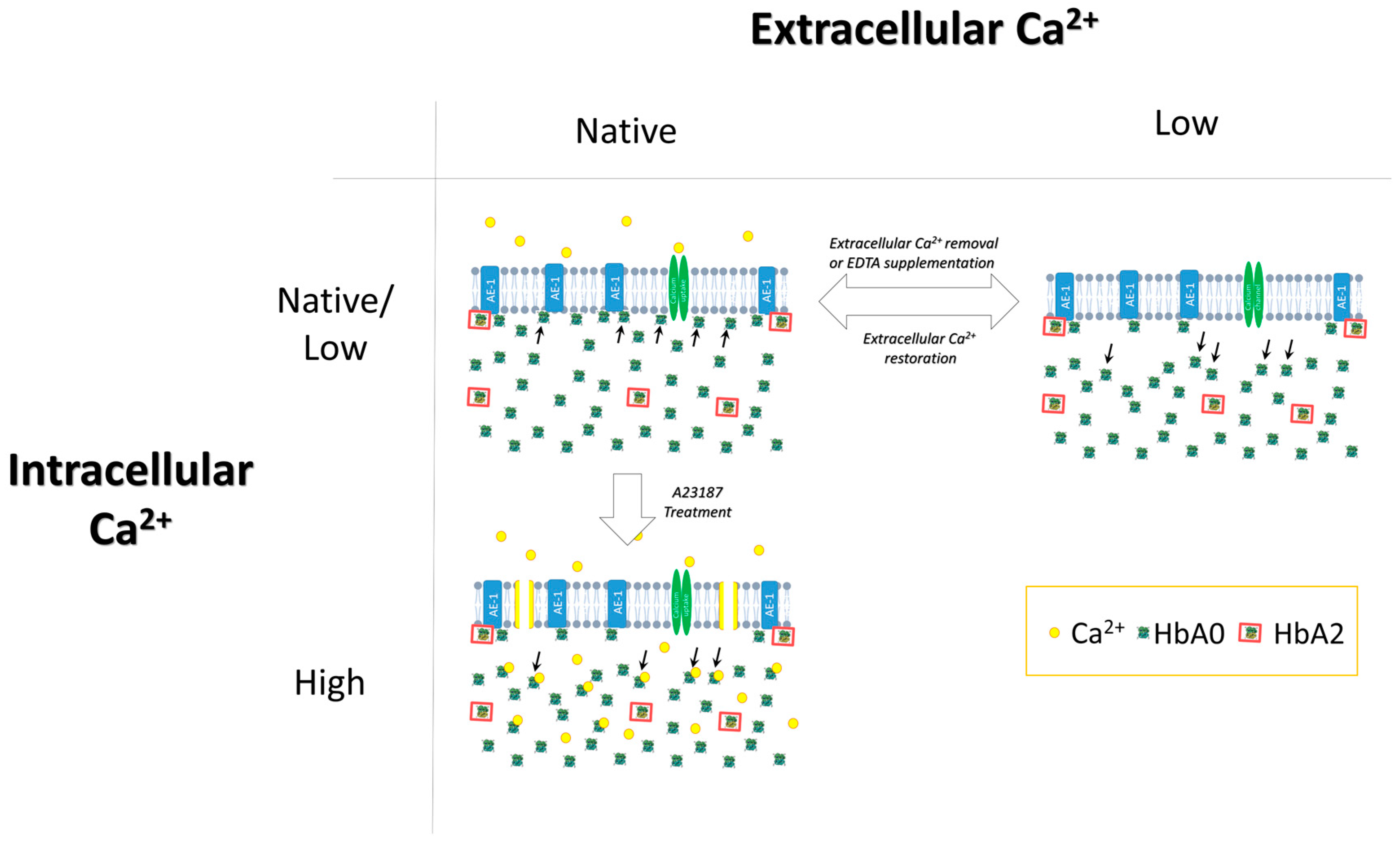 Cells 12 02280 g010 Cells 12 02280 g010