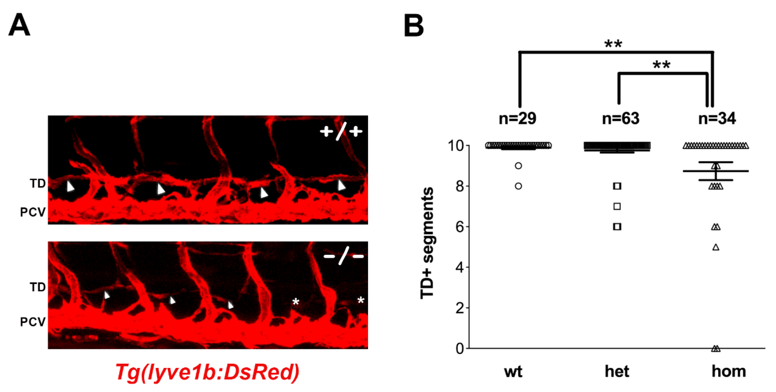Cells 12 02309 g002 Cells 12 02309 g002