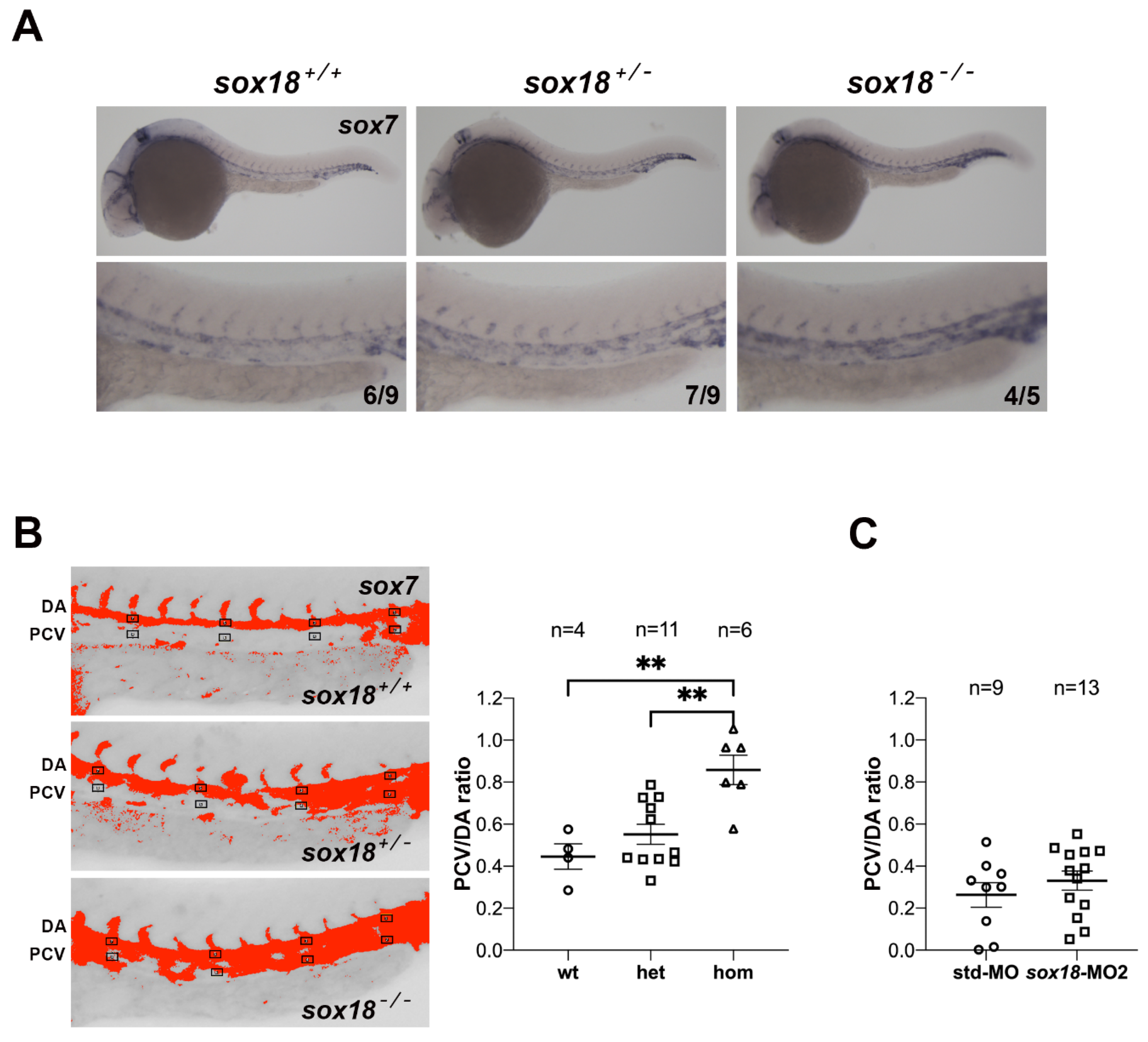 Cells 12 02309 g004 Cells 12 02309 g004