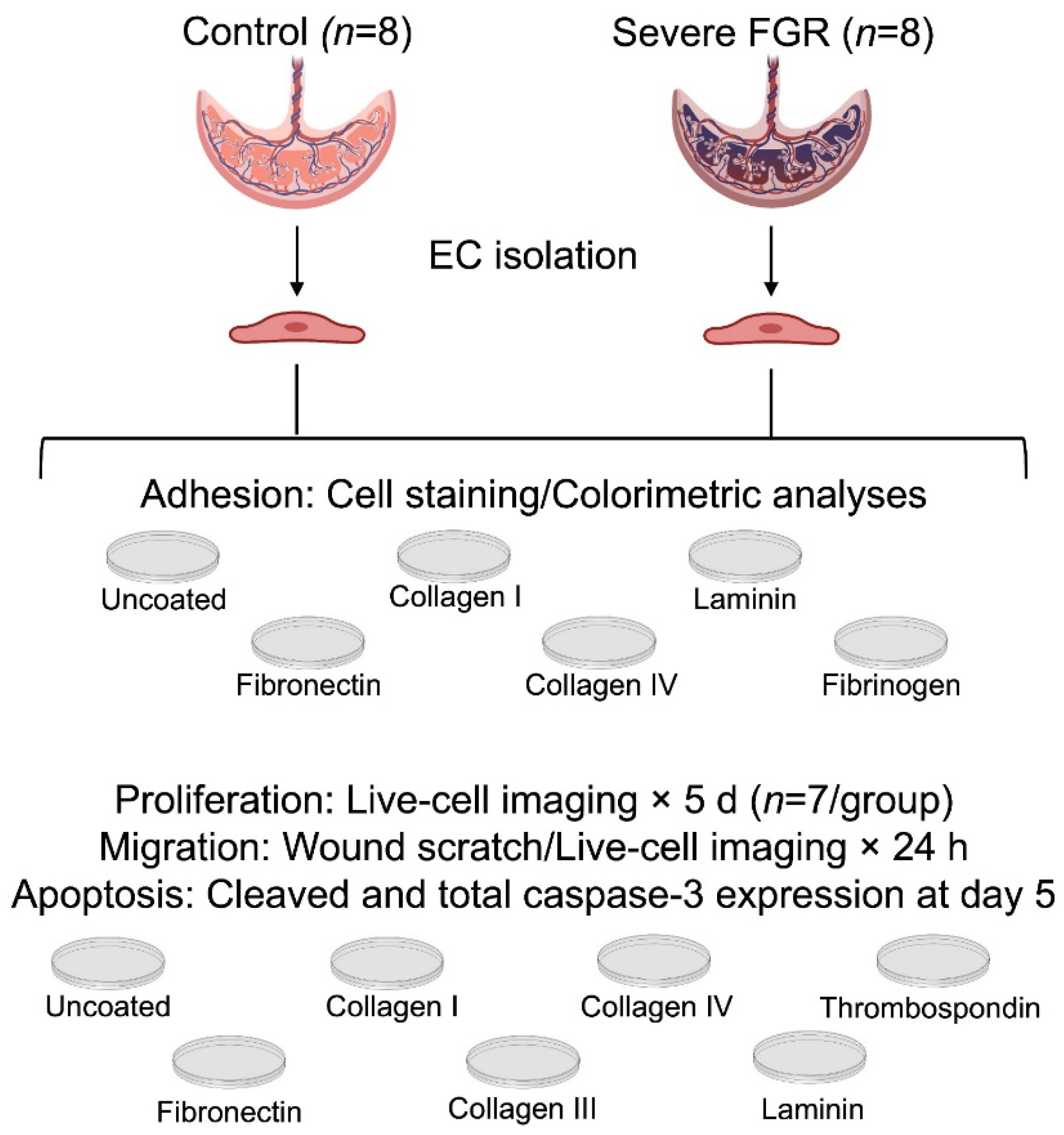 Cells 12 02339 g001 Cells 12 02339 g001