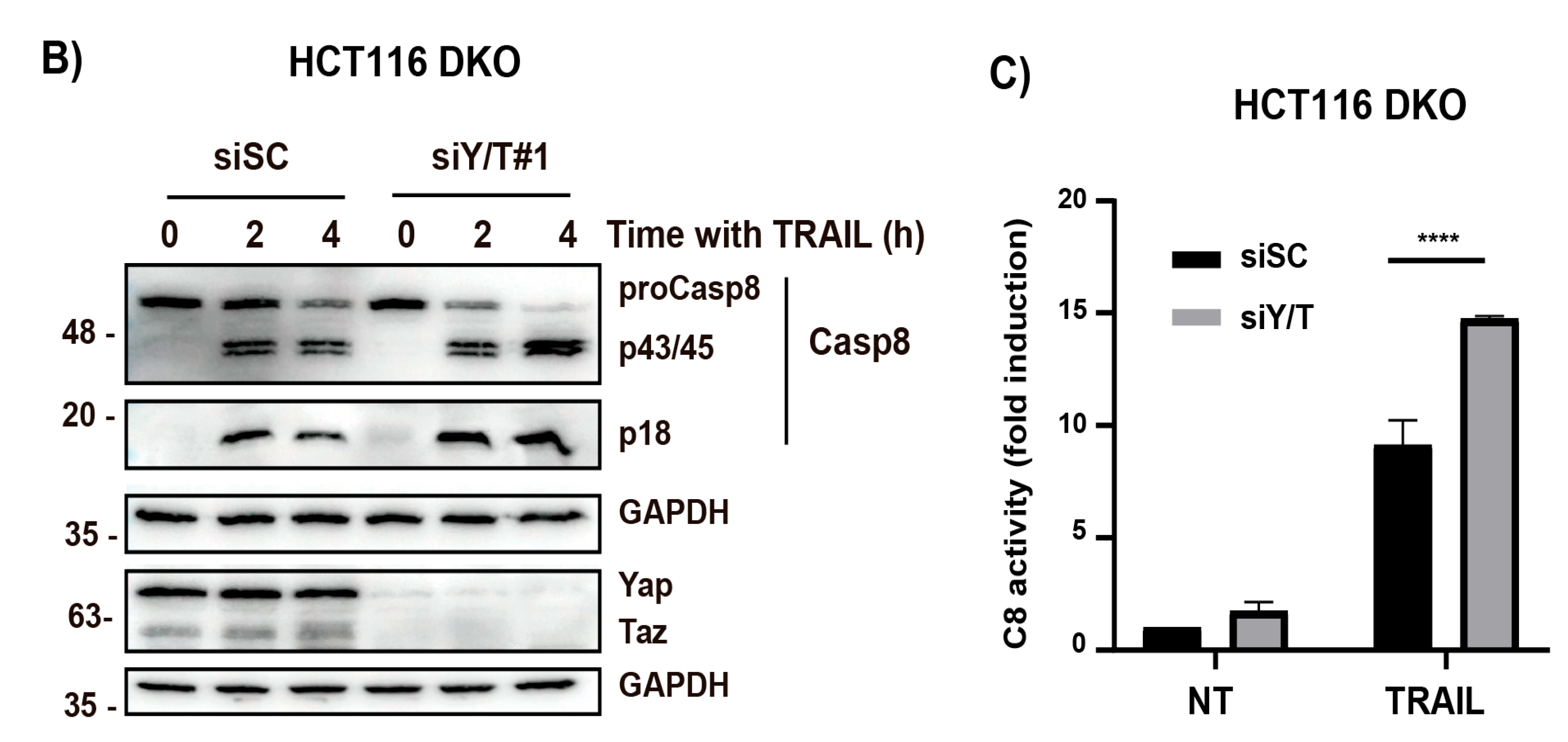 Cells 12 02370 g005b Cells 12 02370 g005b