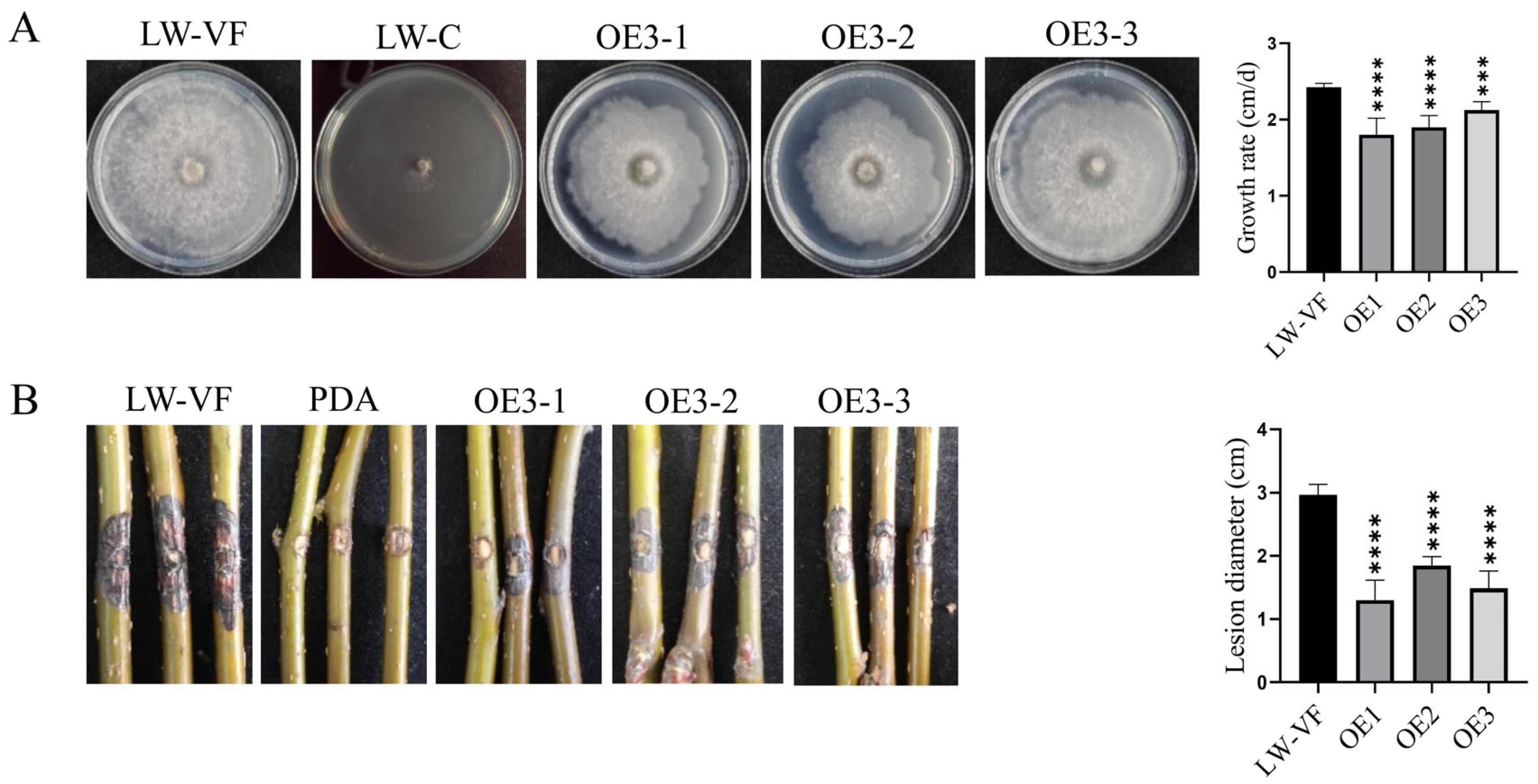 Cells | Free Full-Text | BdCV1-Encoded P3 Silencing Suppressor