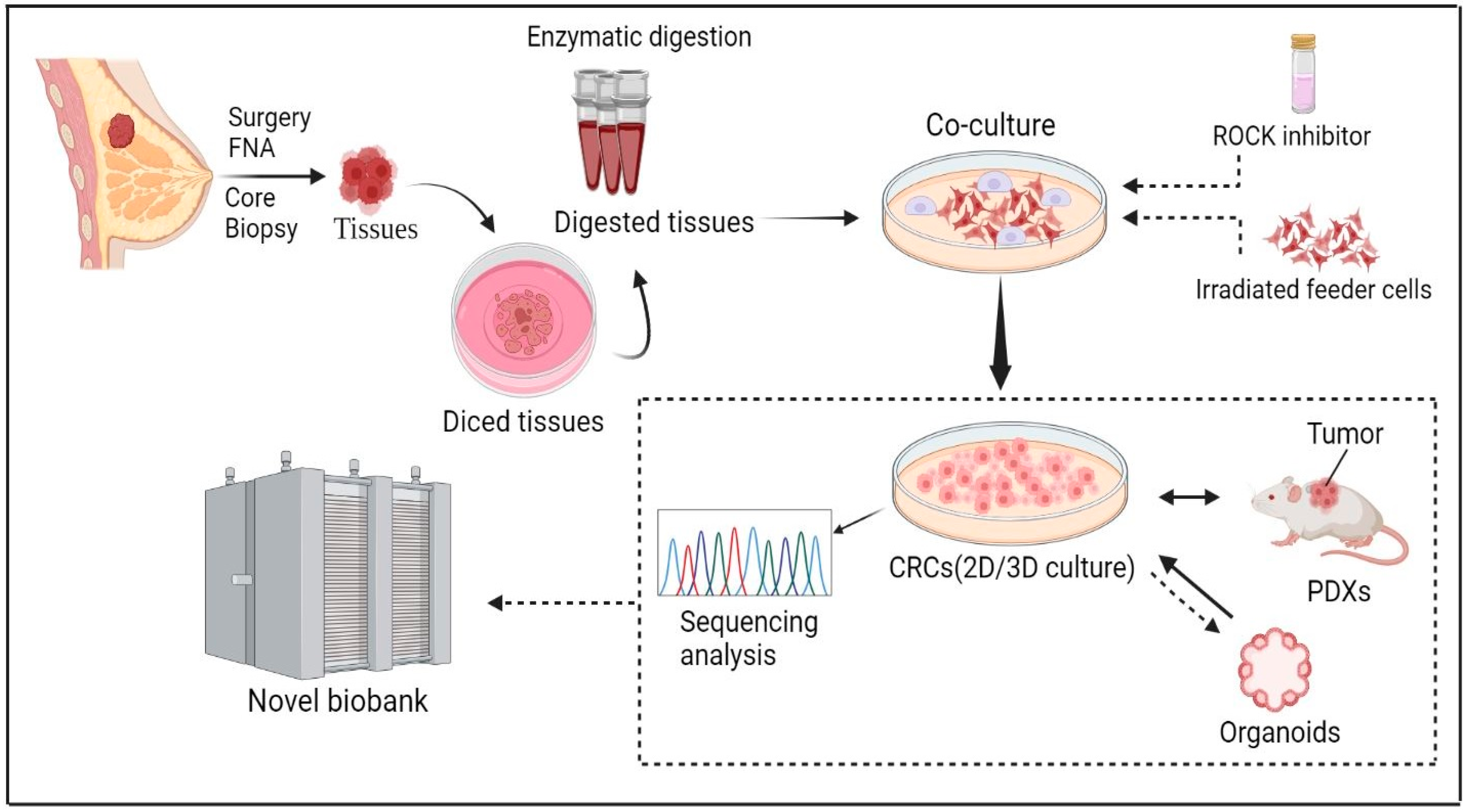 Cells | Free Full-Text | Unlocking Translational Potential ...