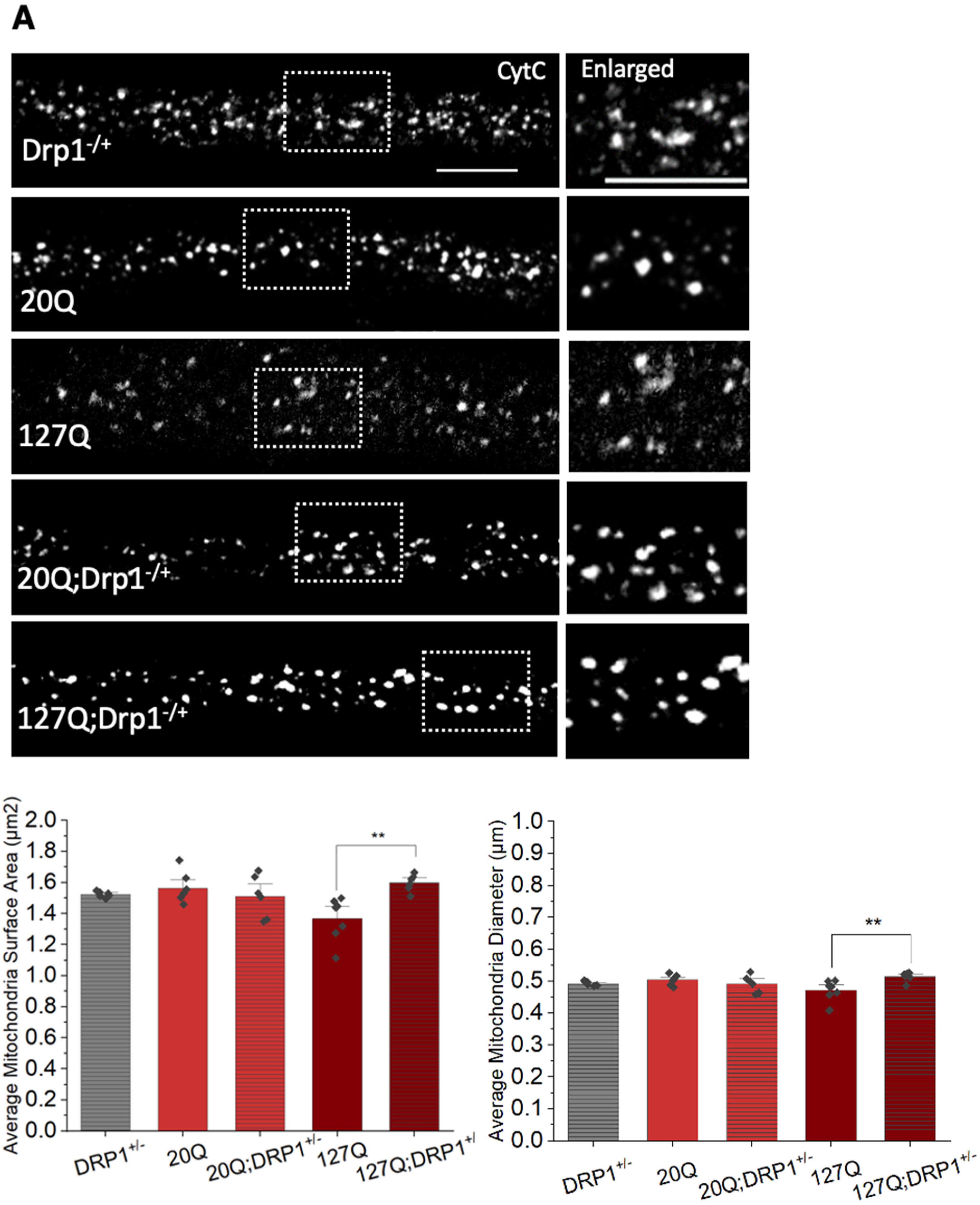 Cells 12 02406 g008a