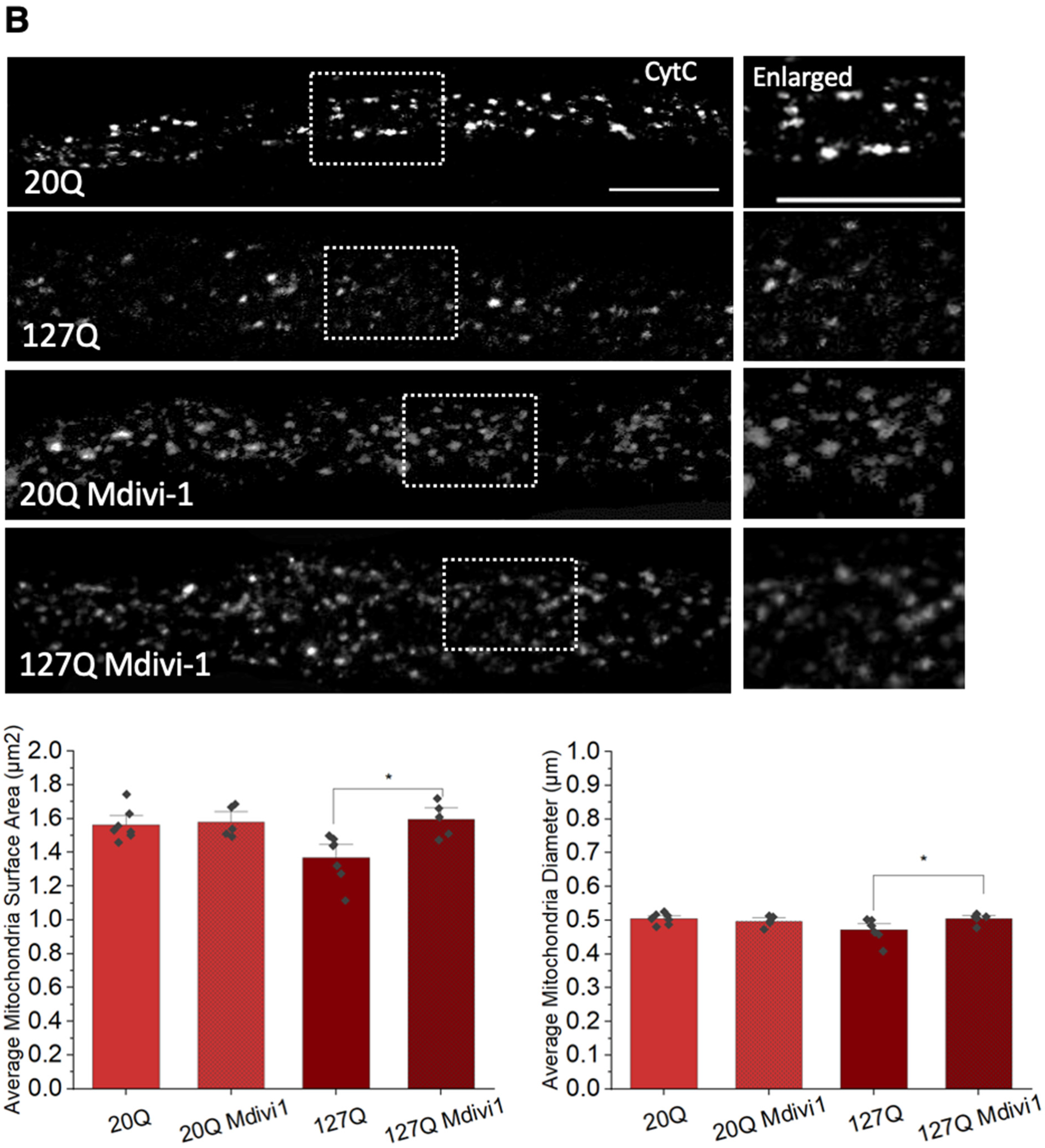 Cells 12 02406 g008b