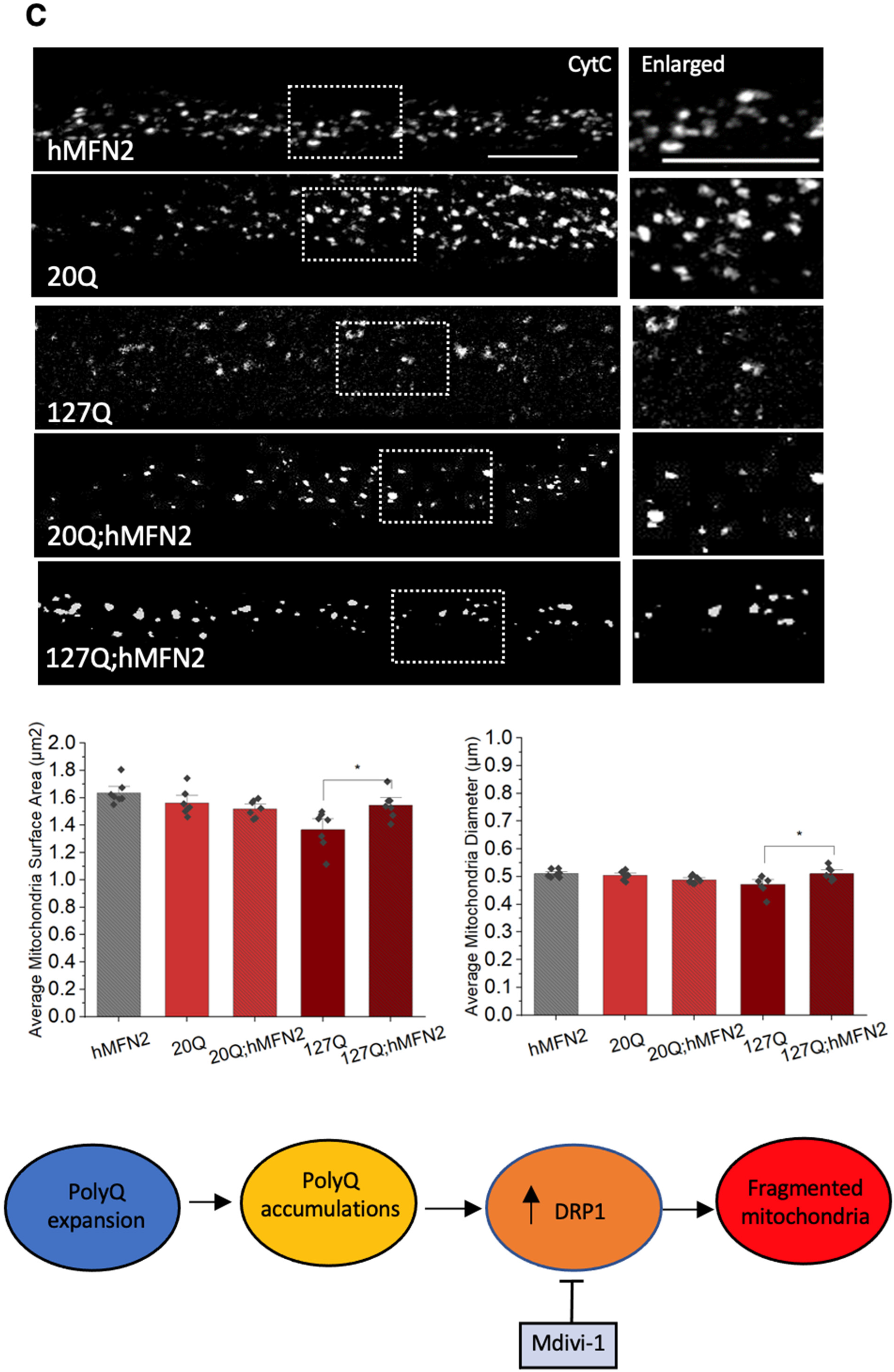 Cells 12 02406 g008c