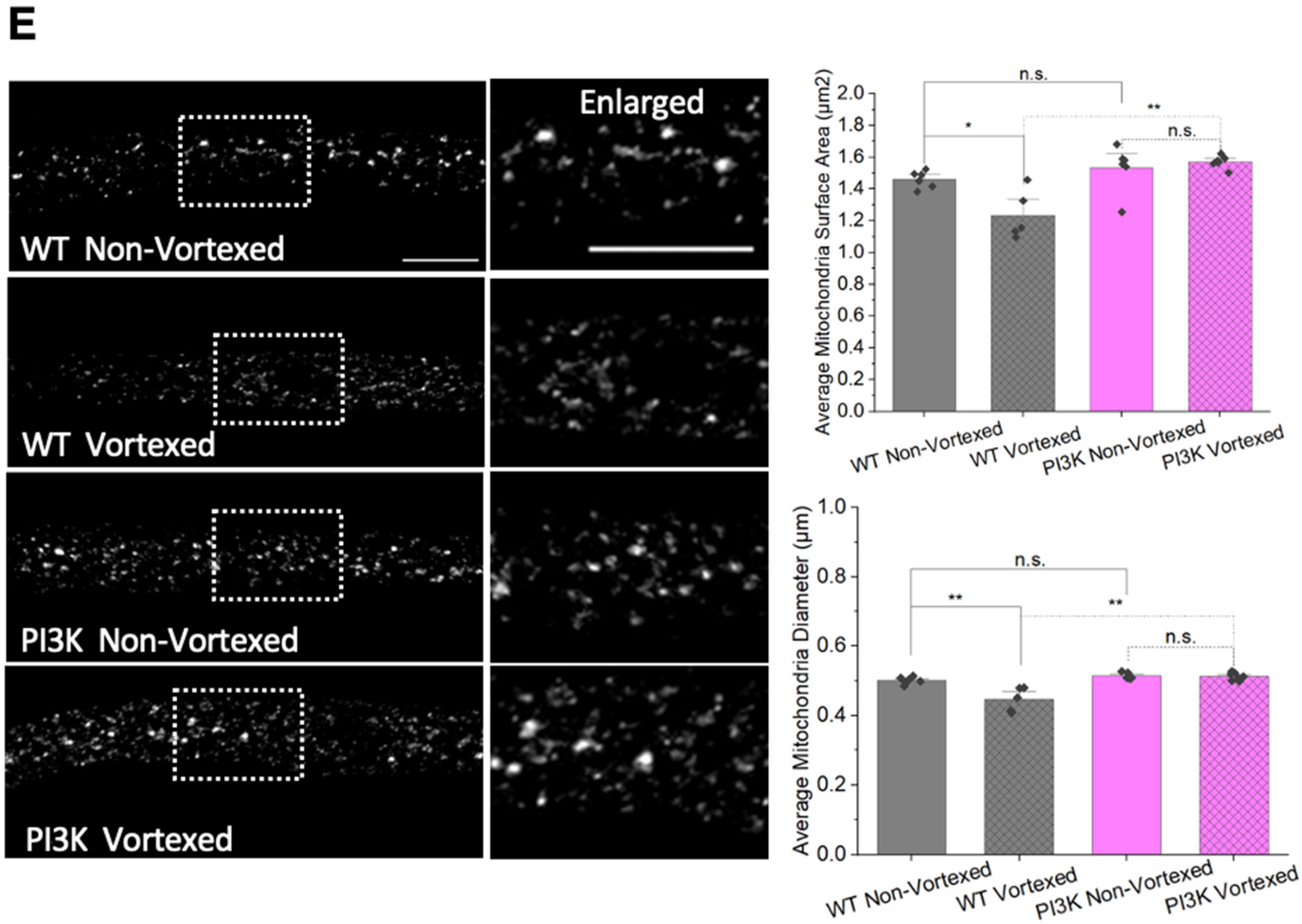 Cells 12 02406 g010c