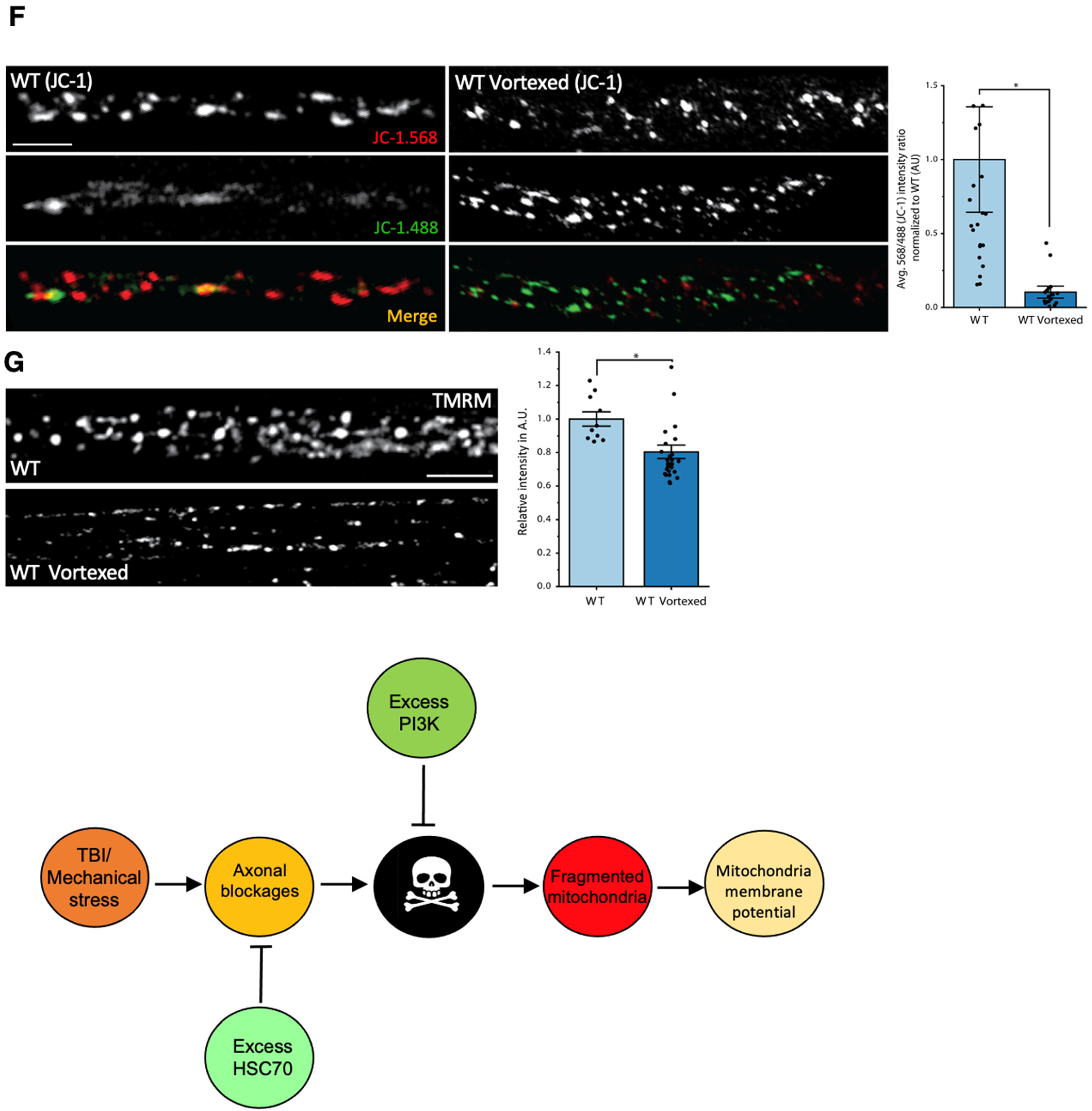 Cells 12 02406 g010d