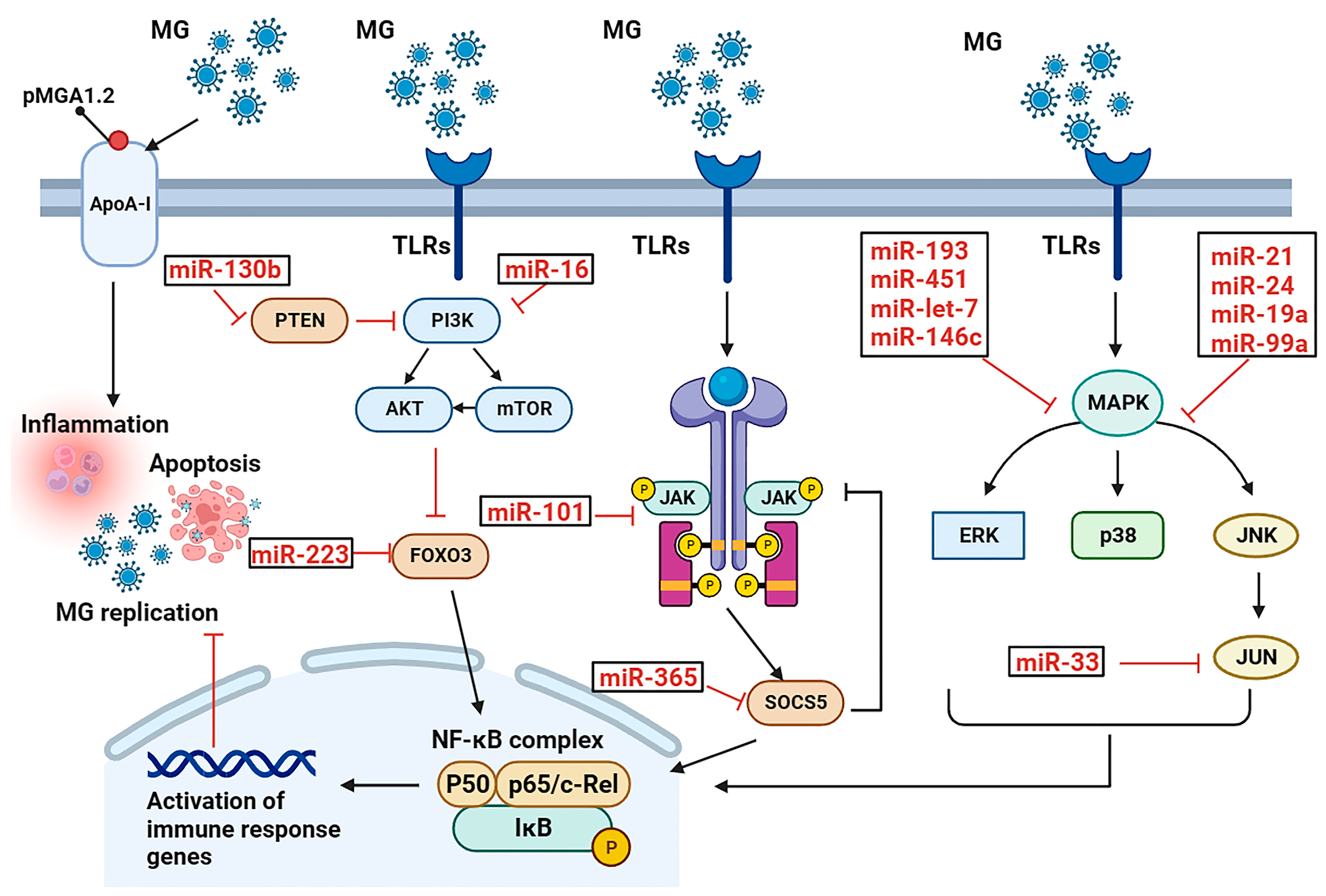 Cells | Free Full-Text | Exosomal microRNA/miRNA Dysregulation in ...