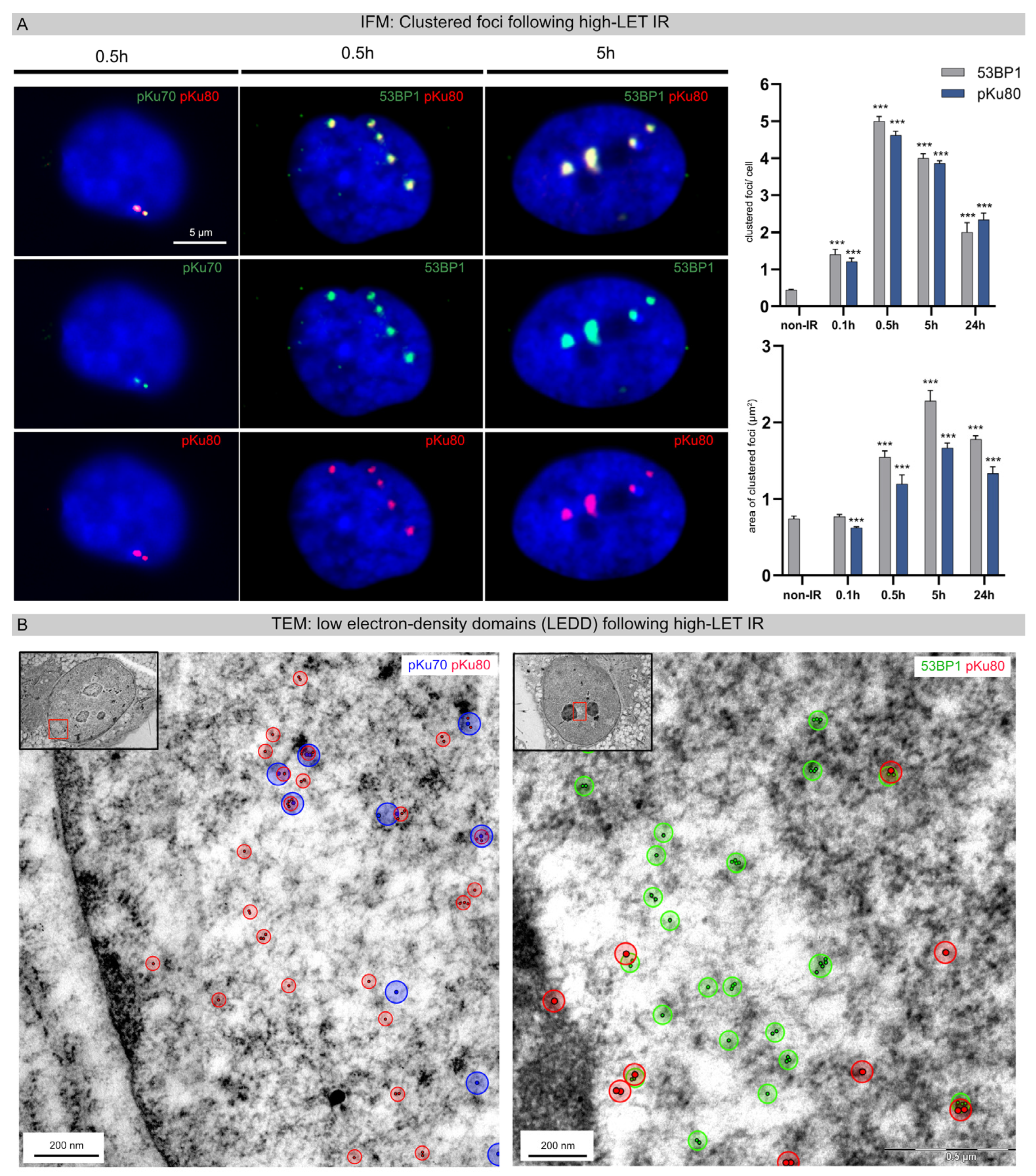 The Importance of the Correct Coverglass thickness for Photomicrograph