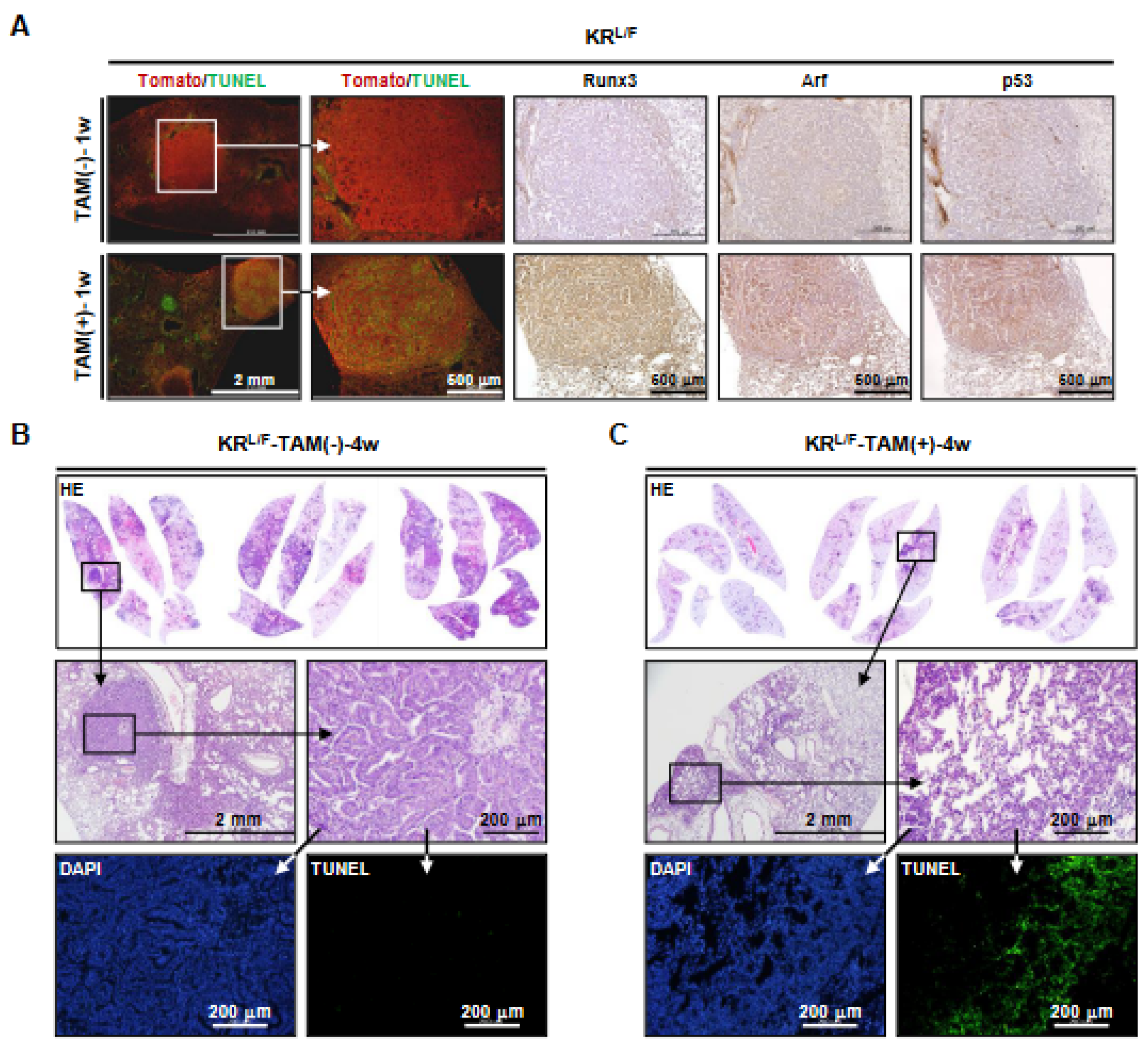 Cells 12 02438 g002
