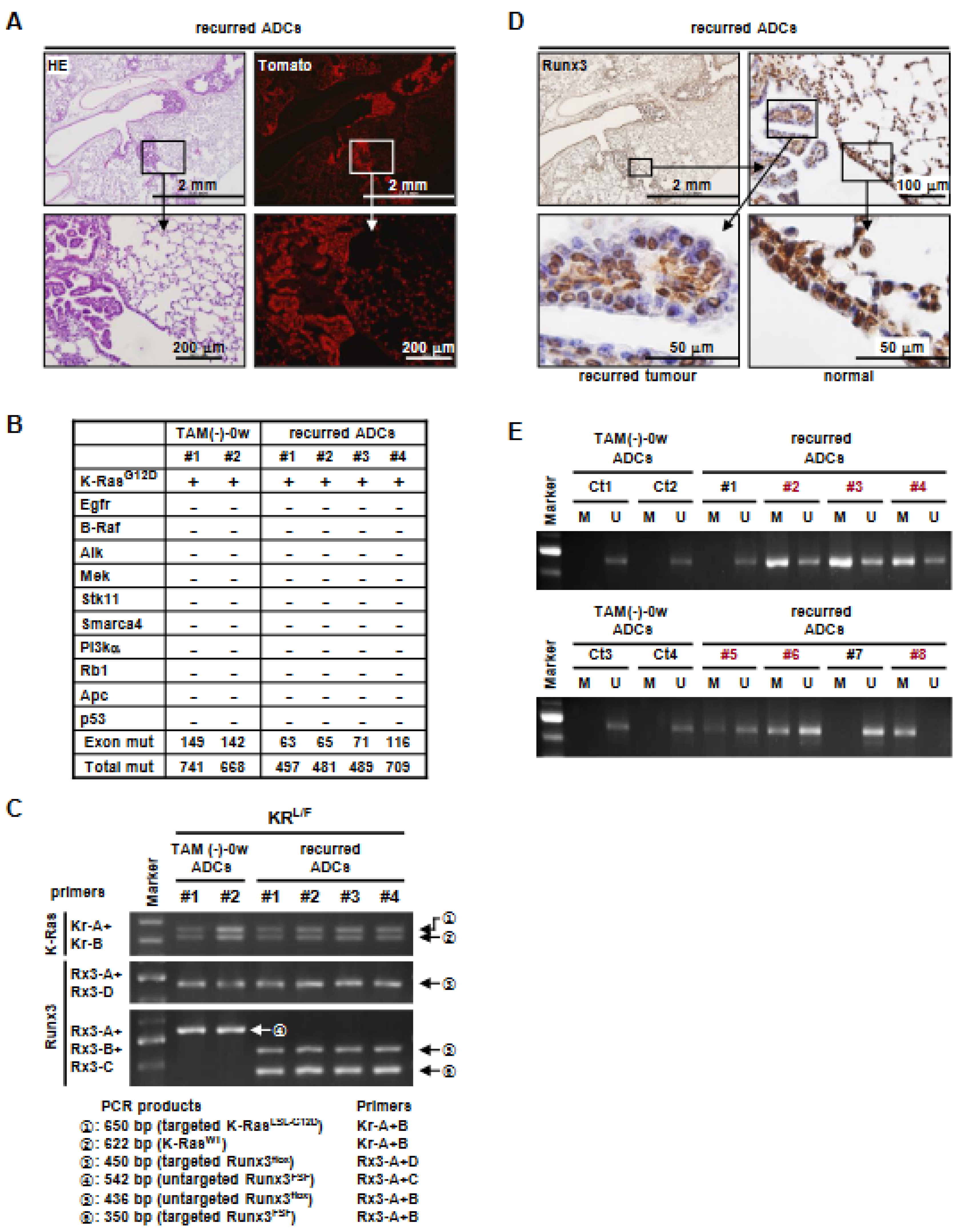 Cells 12 02438 g003