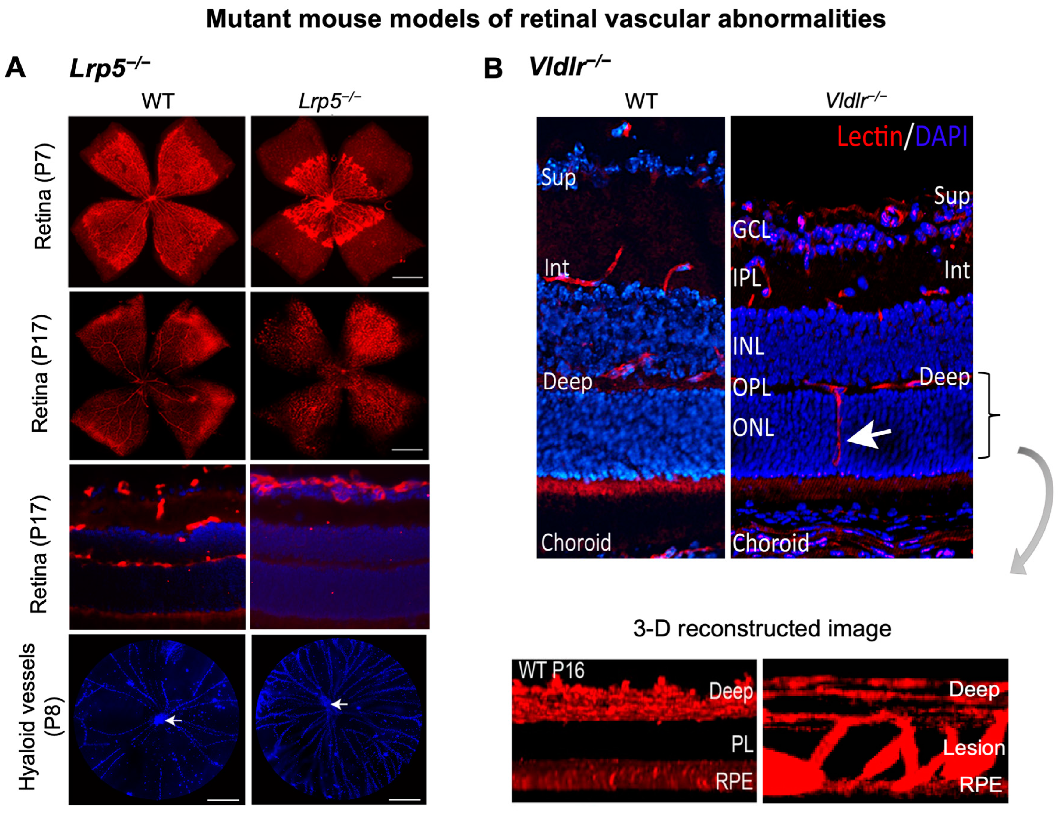 Cells 12 02443 g002 Cells 12 02443 g002