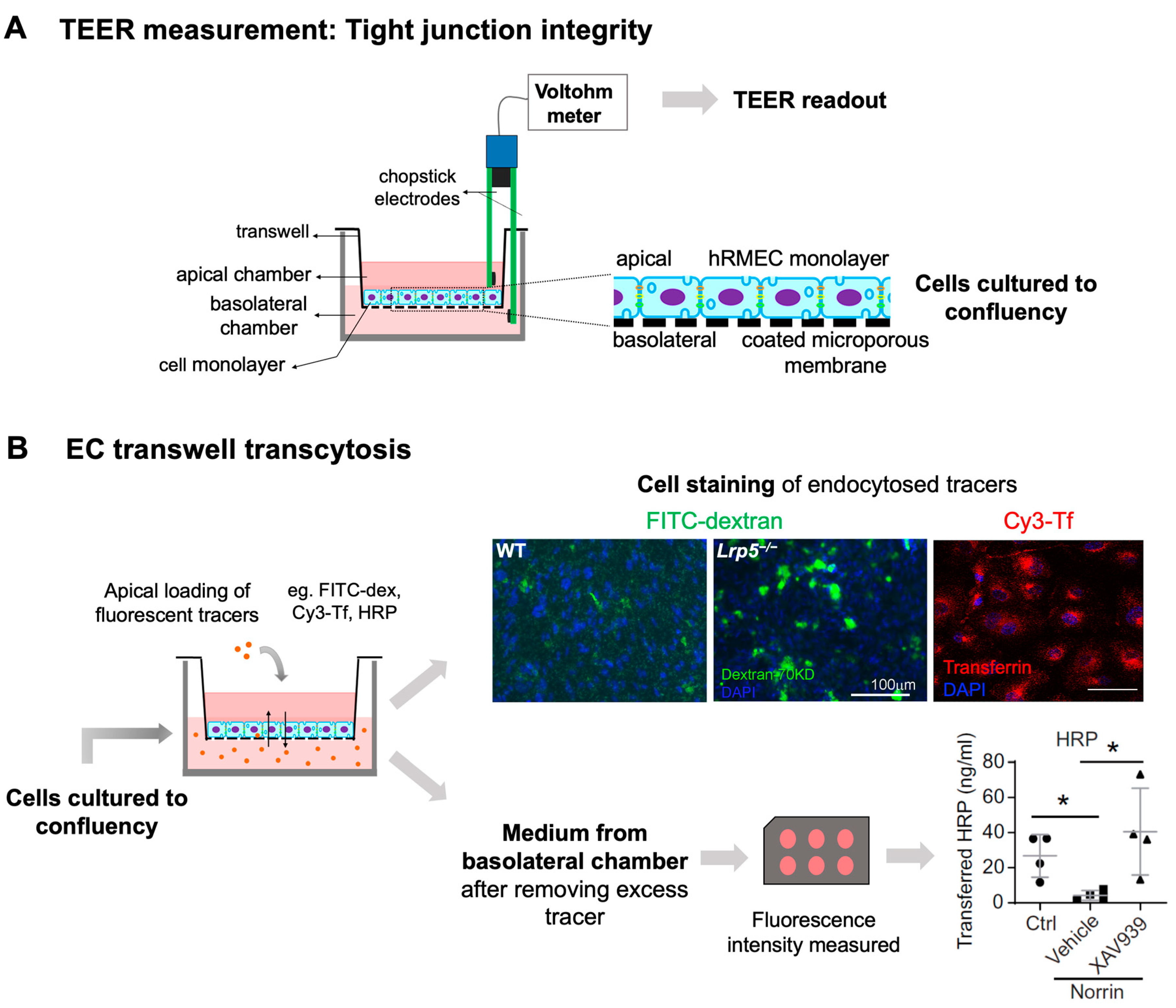 Cells 12 02443 g005 Cells 12 02443 g005