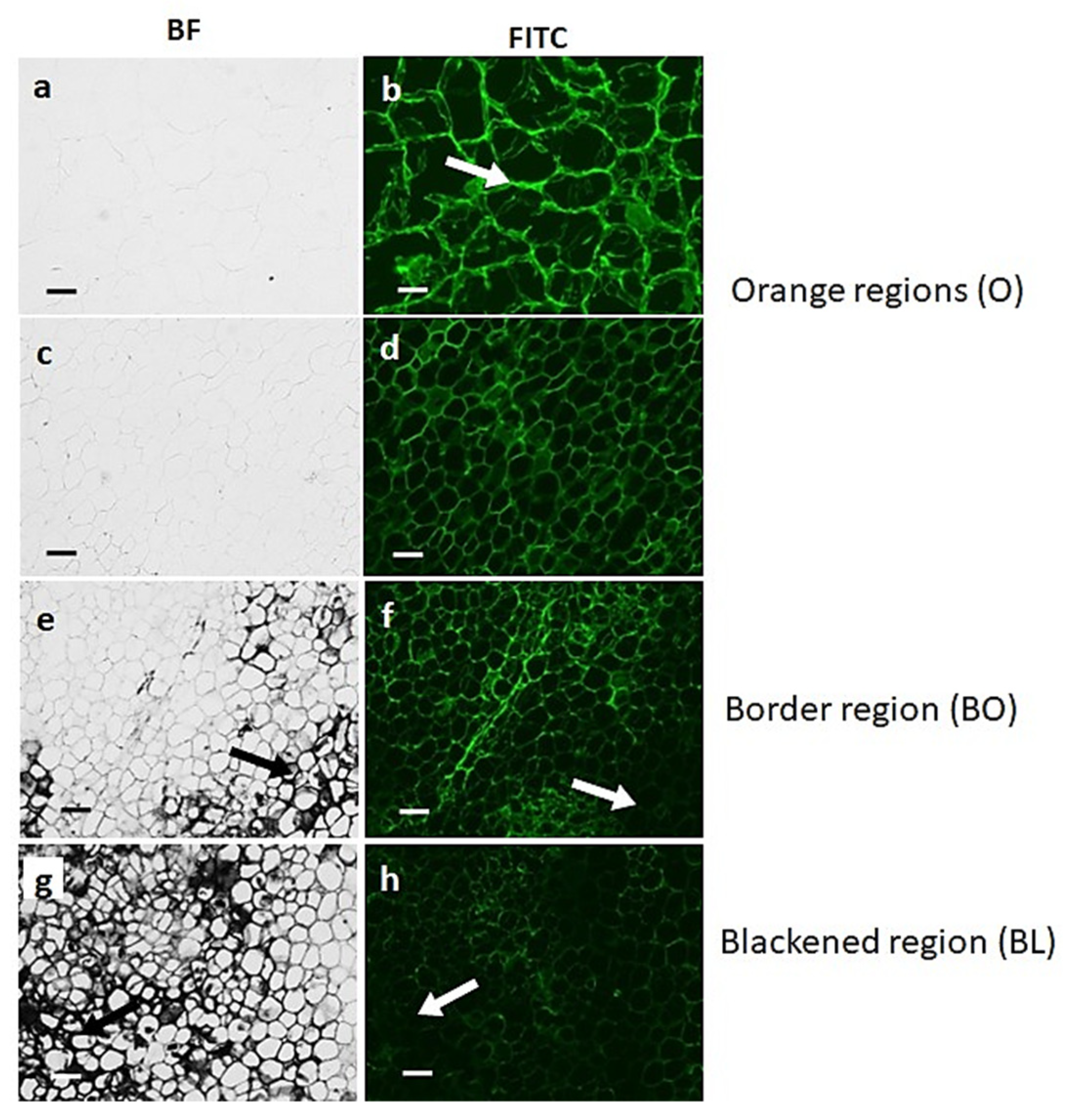 Cells 12 02465 g003