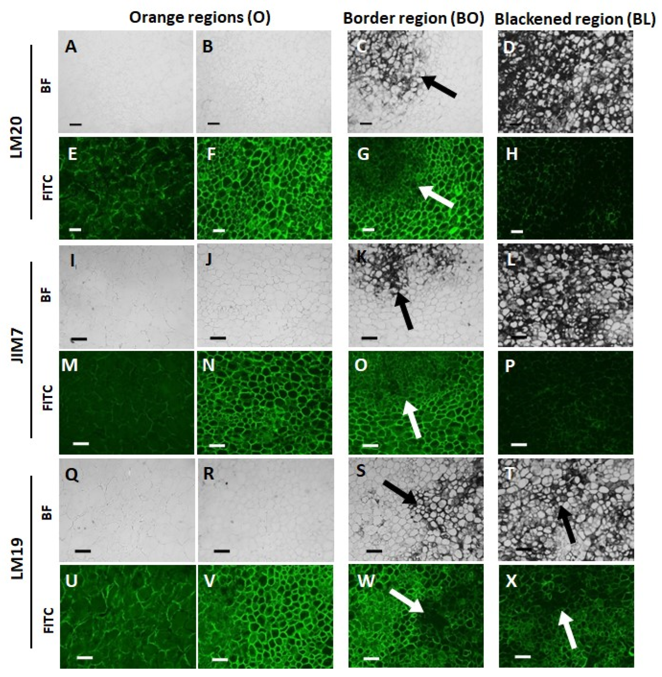 Cells 12 02465 g004