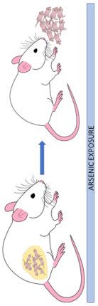 Cells 12 02537 i002 Cells 12 02537 i002