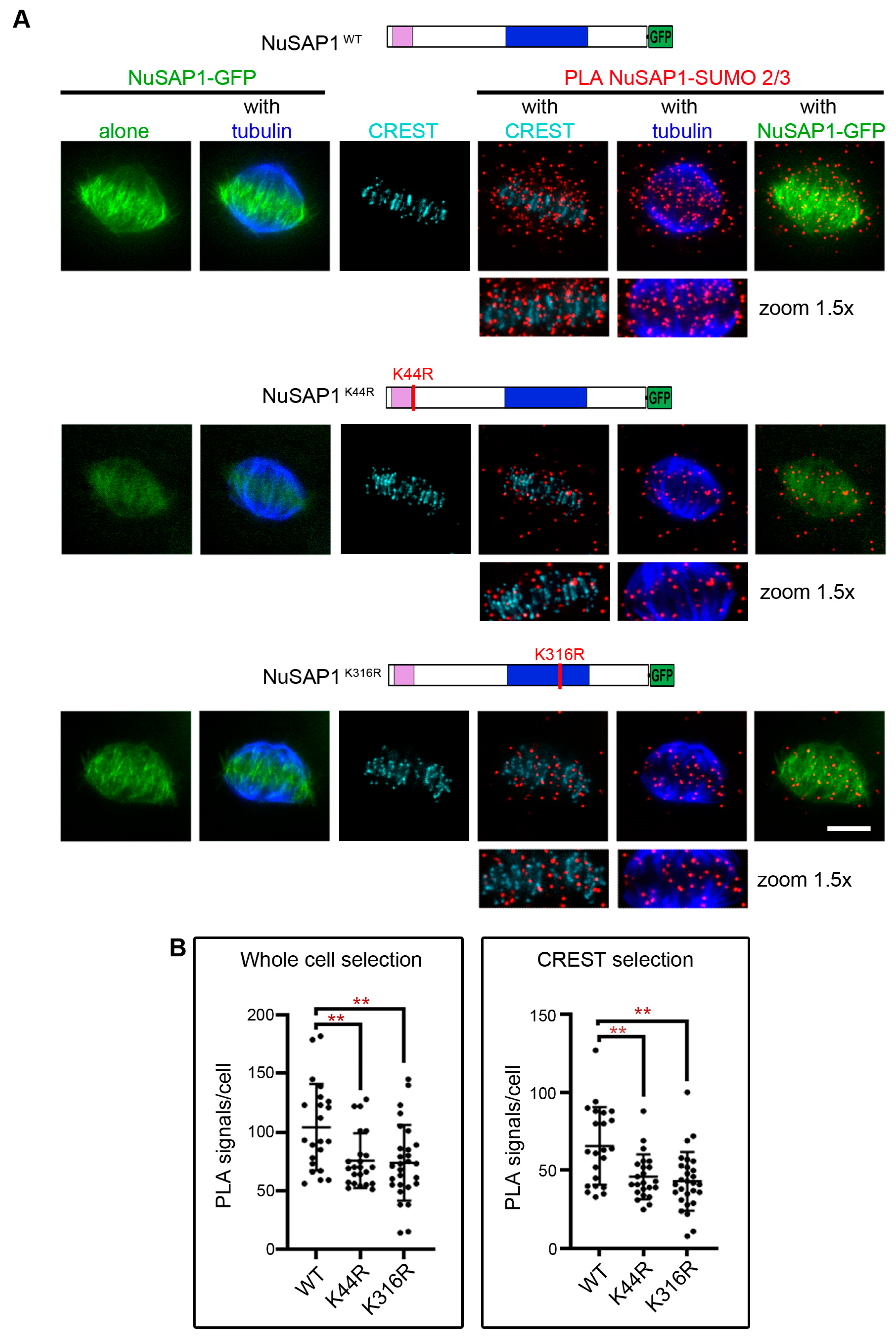 Cells 12 02545 g004