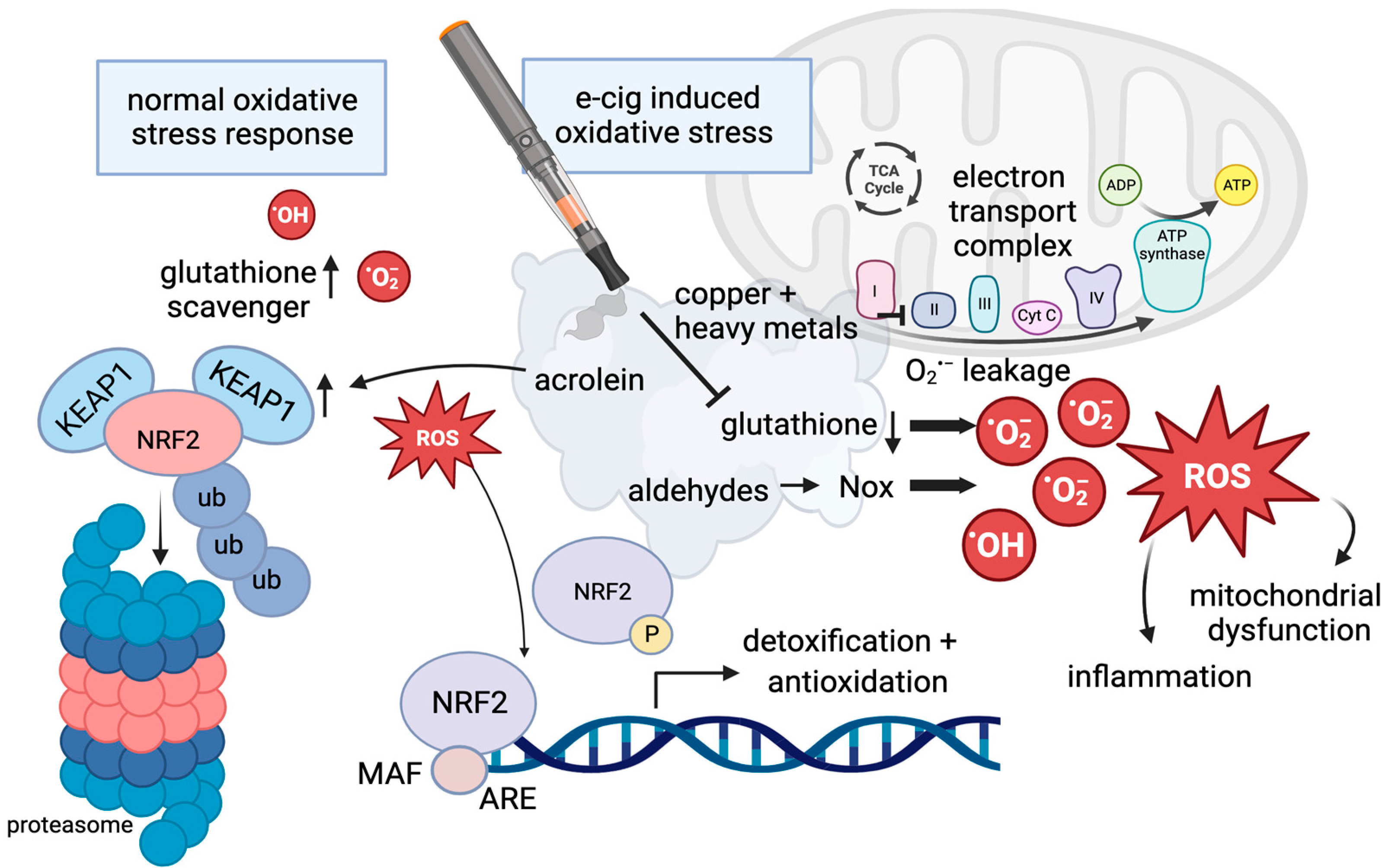 Cells Free Full Text Mechanisms of E Cigarette Vape Induced