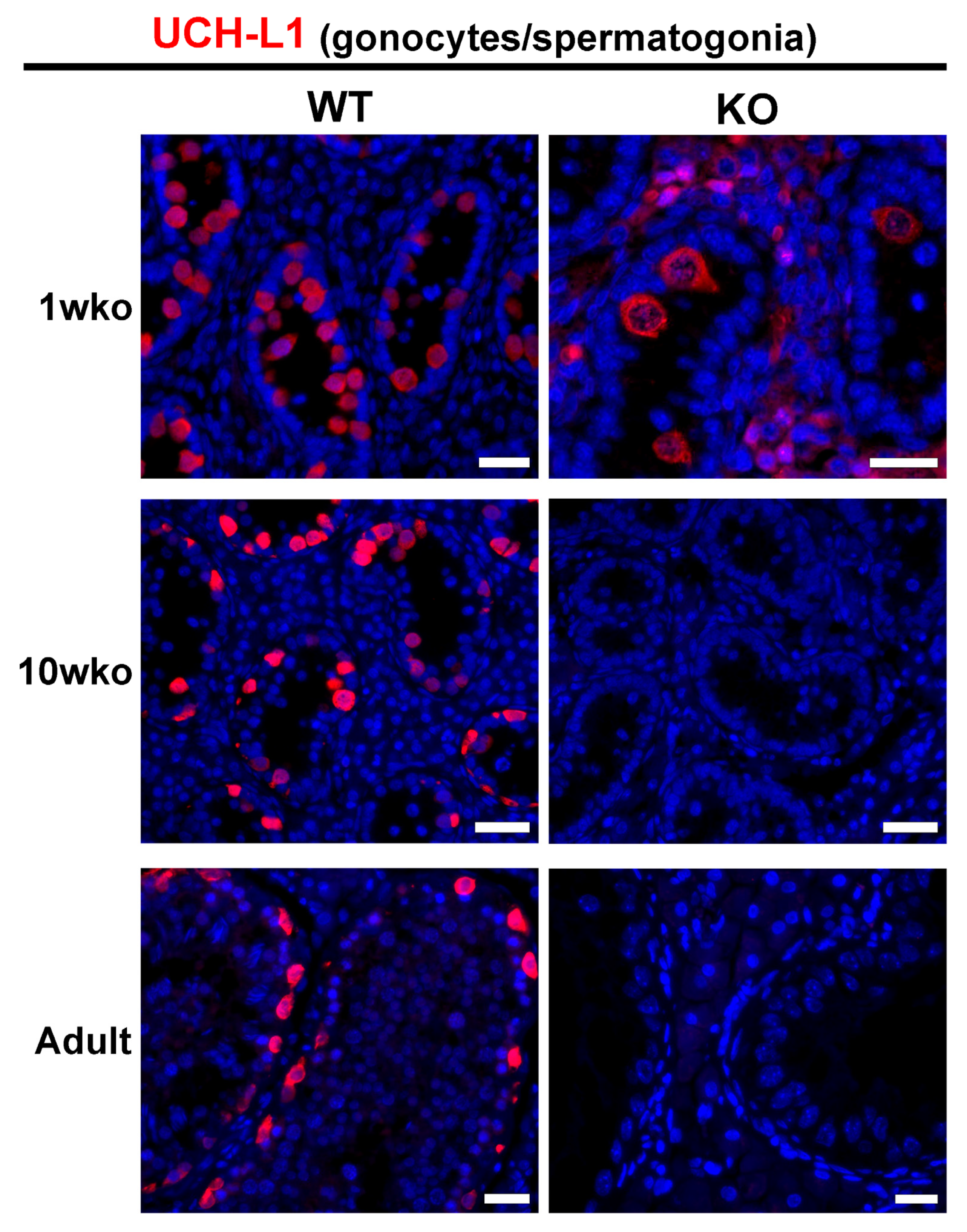 Cells 12 02582 g002 Cells 12 02582 g002