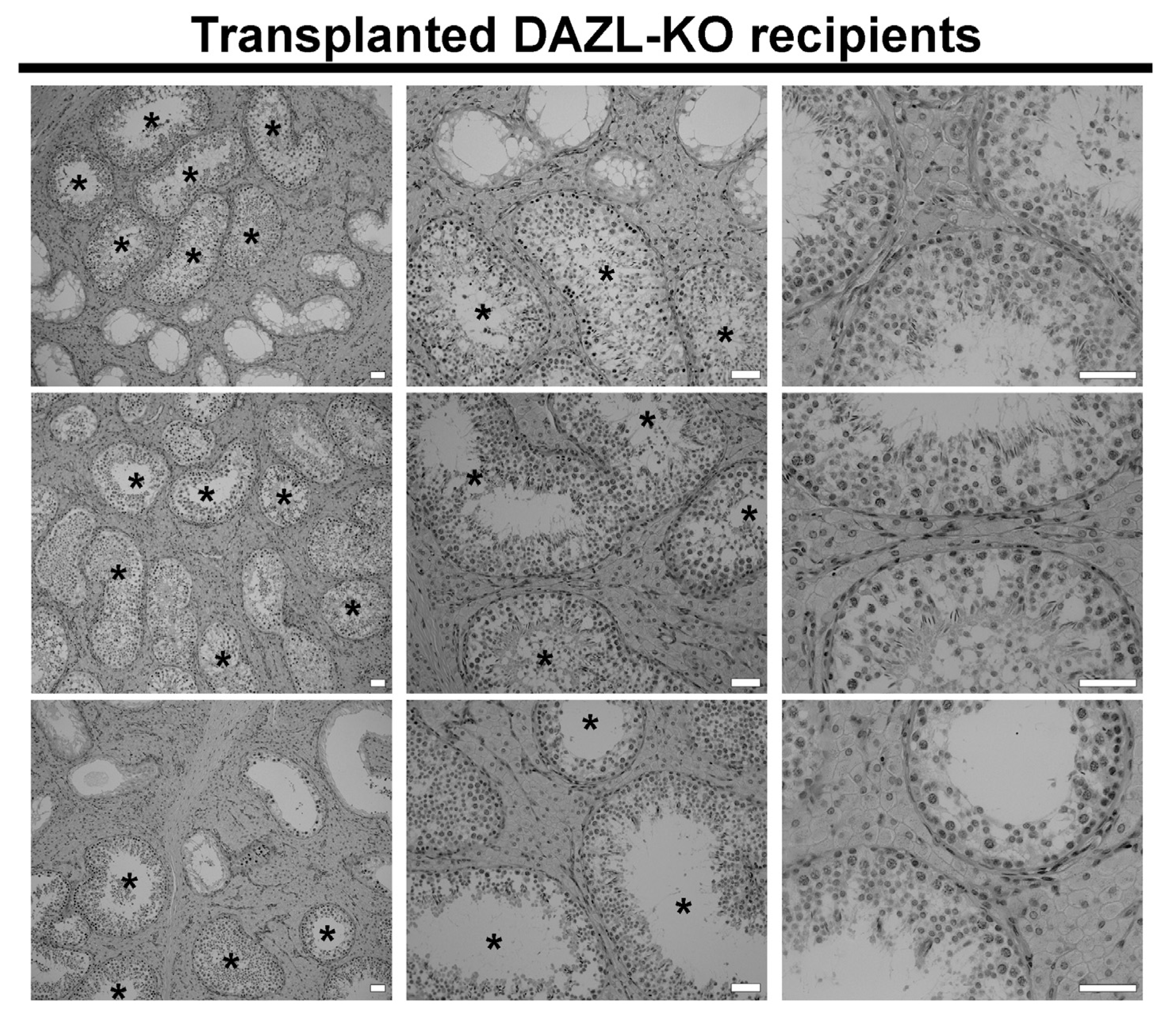 Cells 12 02582 g003 Cells 12 02582 g003