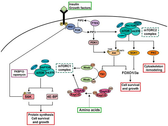 Cells | Free Full-Text | Using Drosophila melanogaster to Dissect