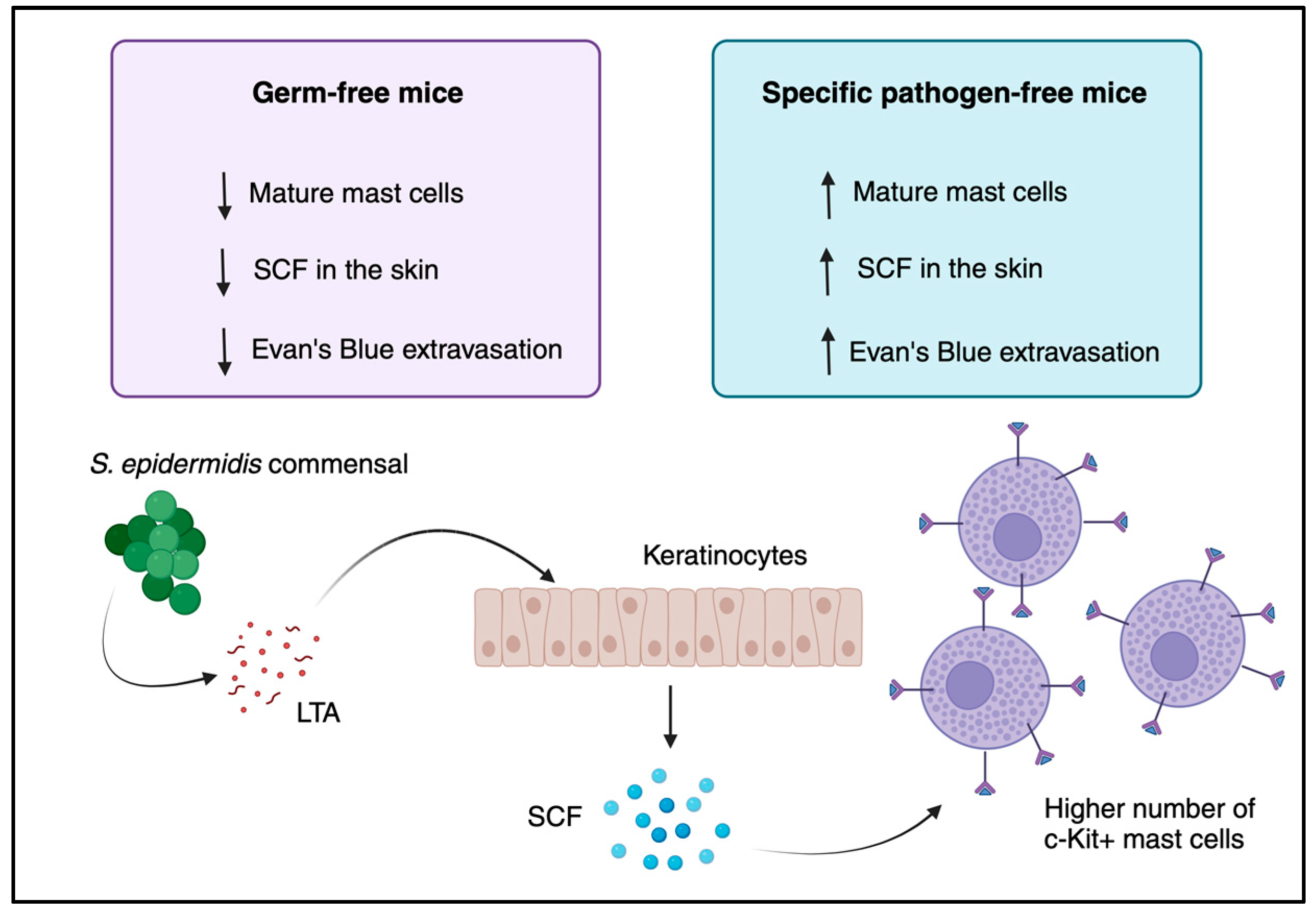 Taming Staphylococcus aureus in the eczema skin microbiome