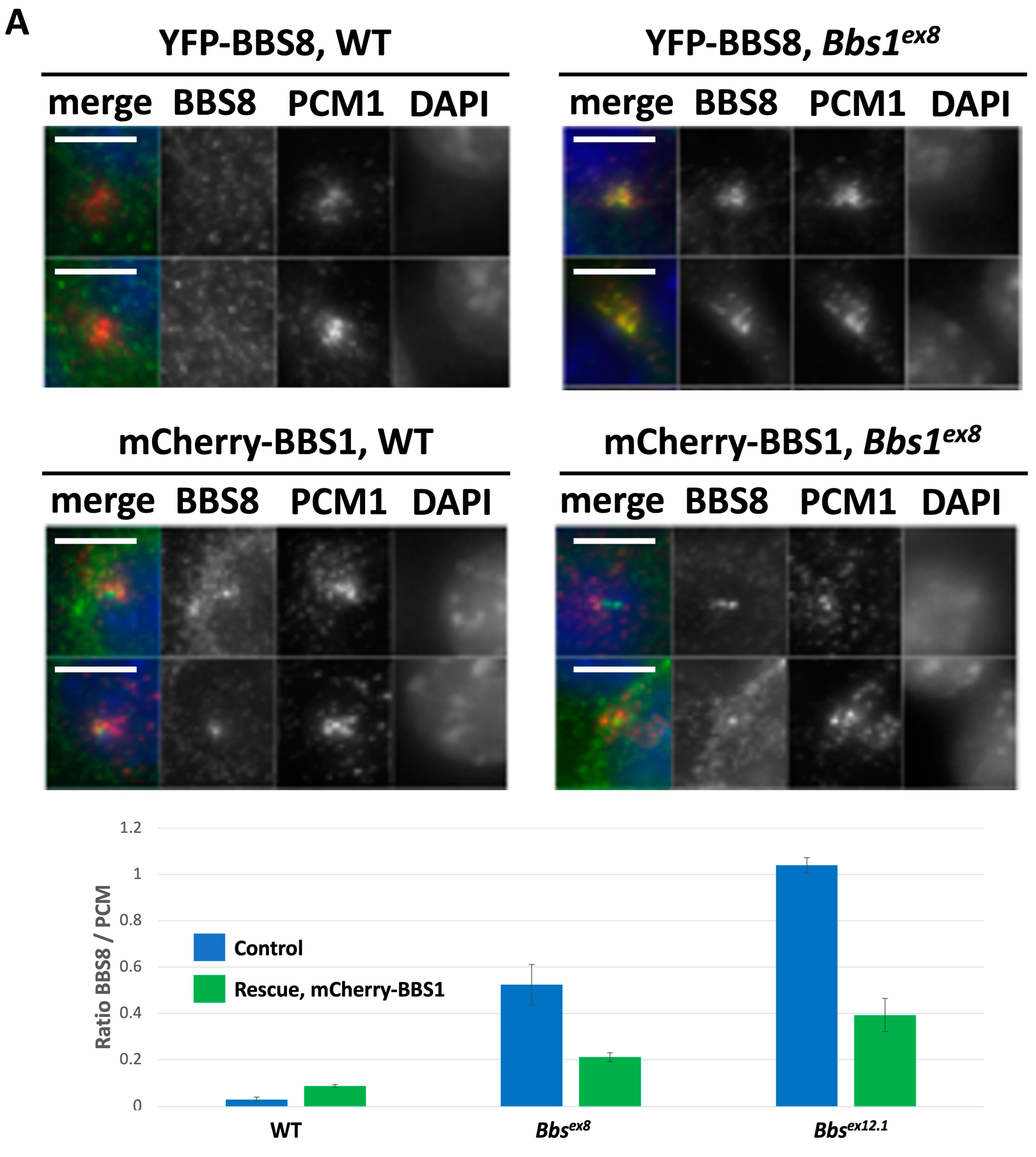 Cells 12 02662 g002a
