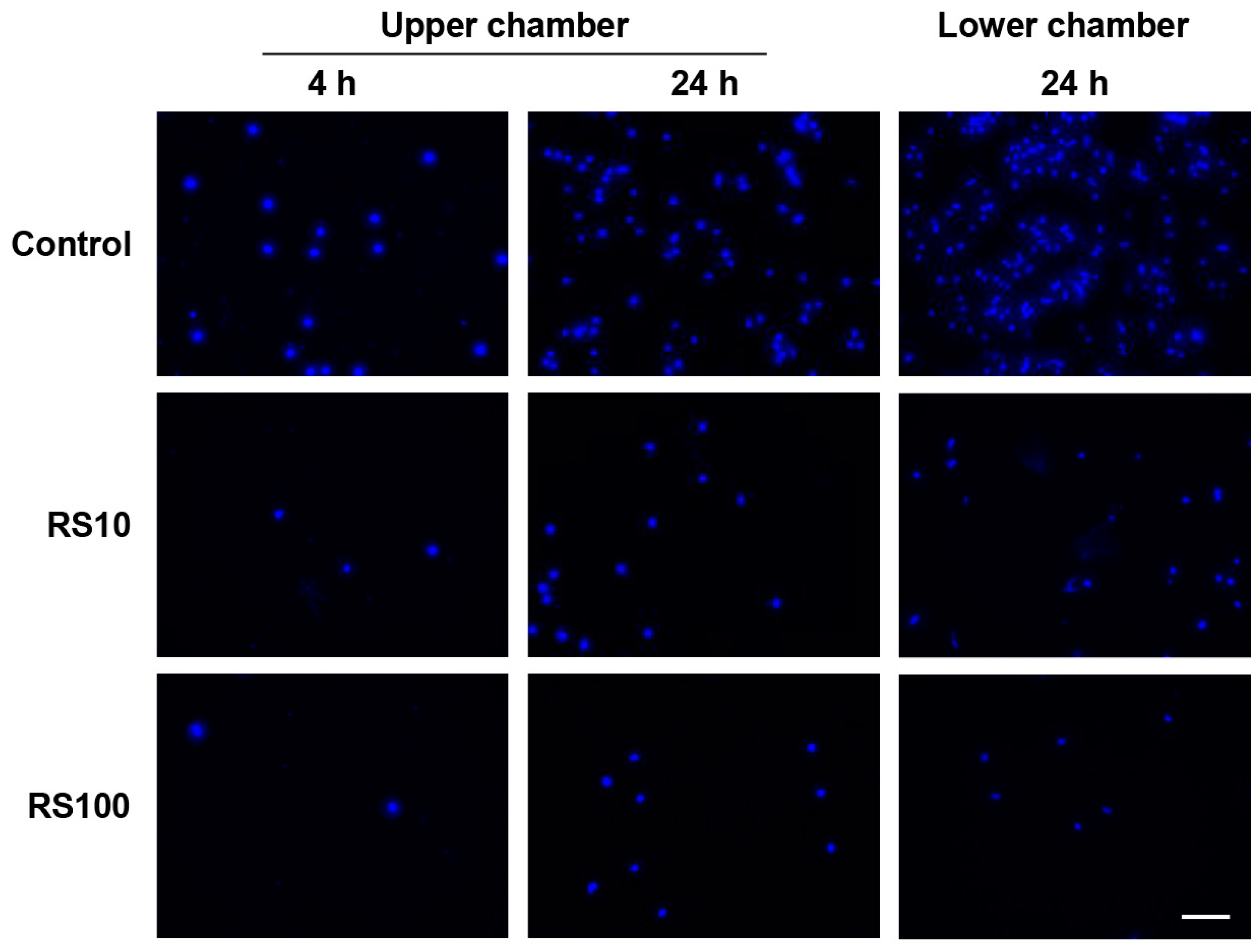 Cells 12 02666 g009a Cells 12 02666 g009a