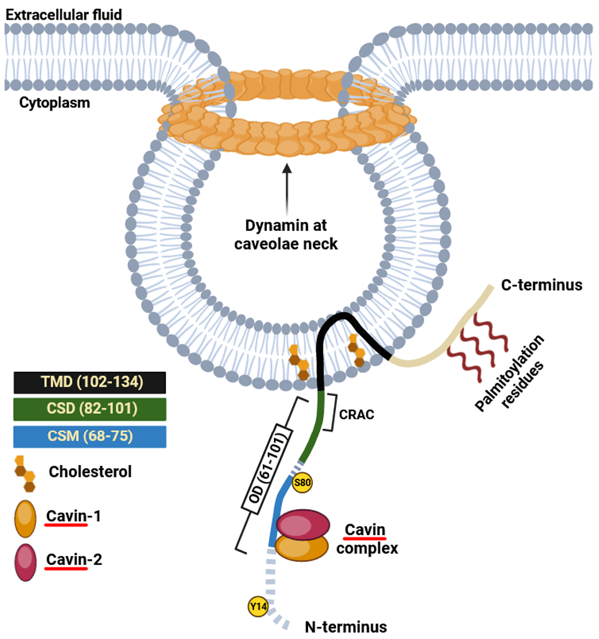 Caveolin Scaffolding Region and Cholesterol-rich Domains in