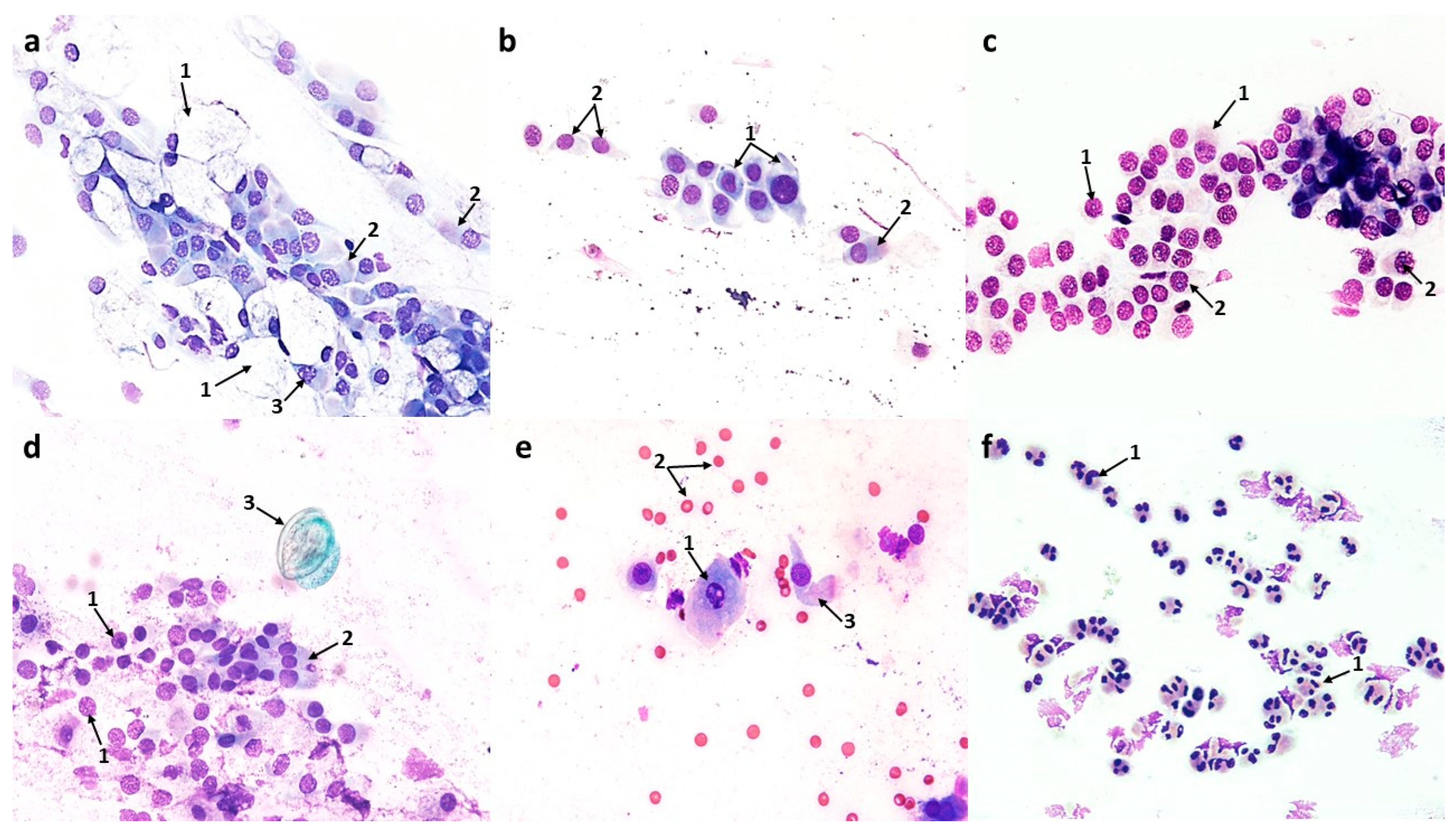 Cells 12 02697 g005 Cells 12 02697 g005