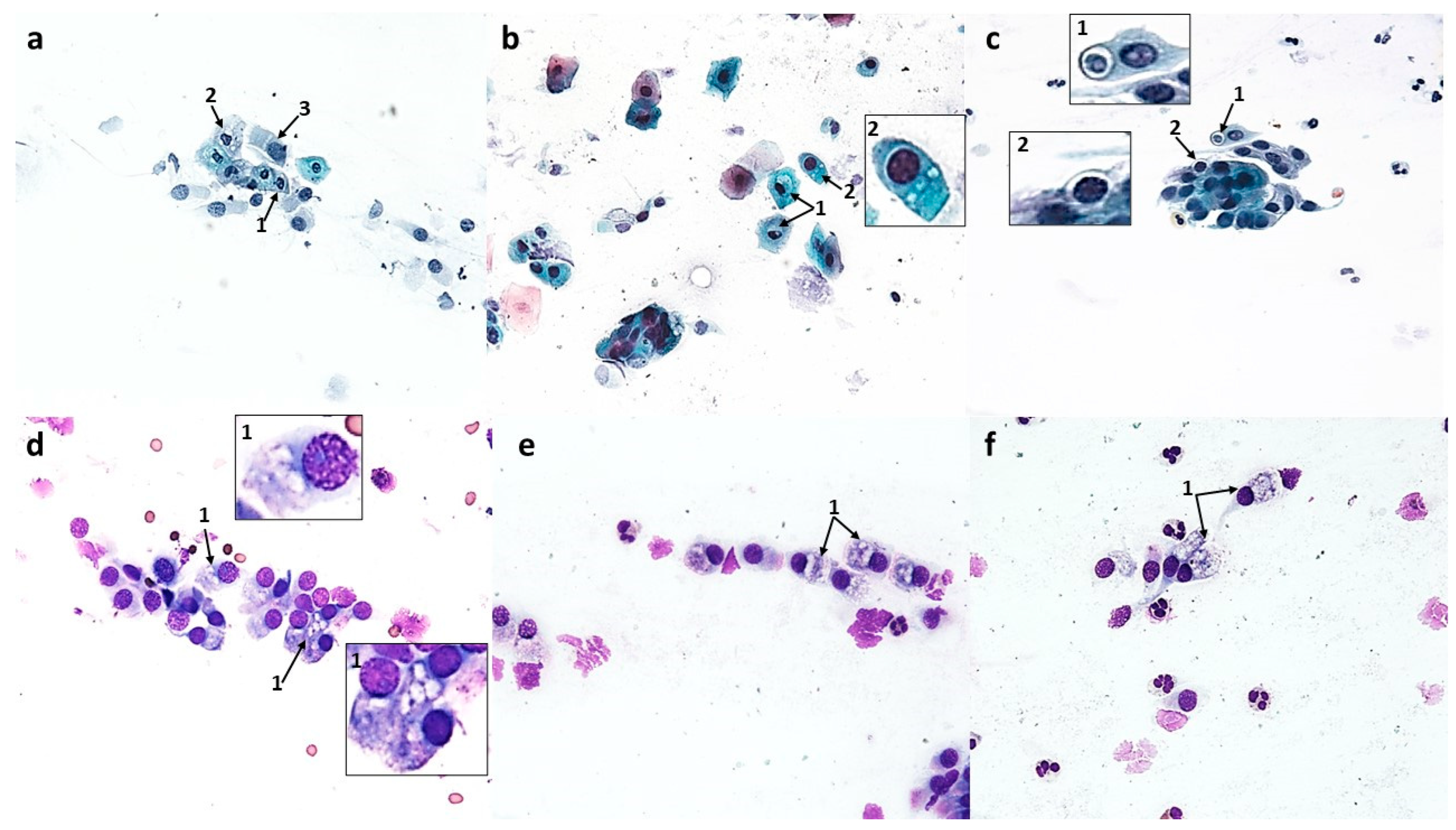 Cells 12 02697 g011 Cells 12 02697 g011