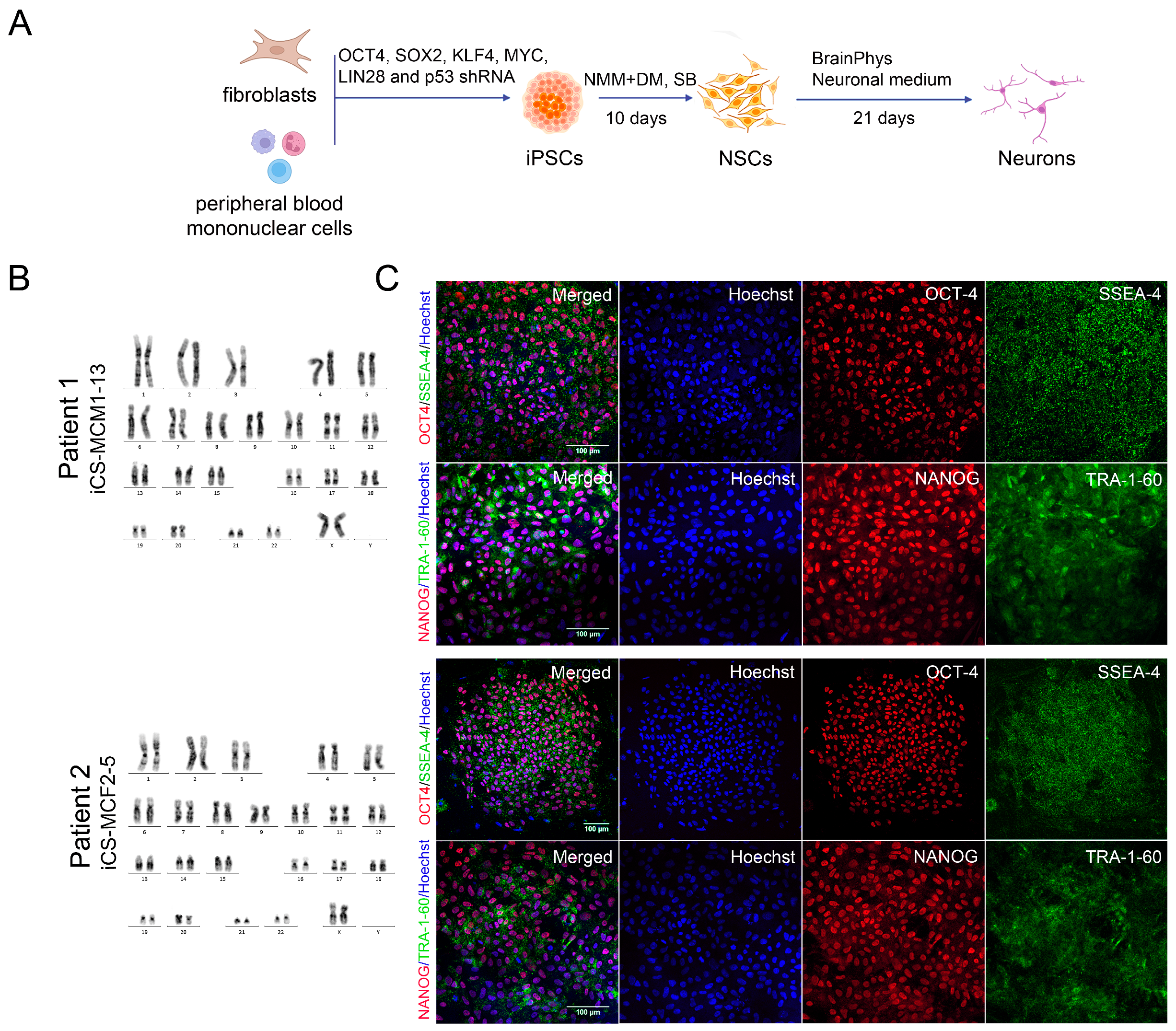 Cells 12 02702 g002a