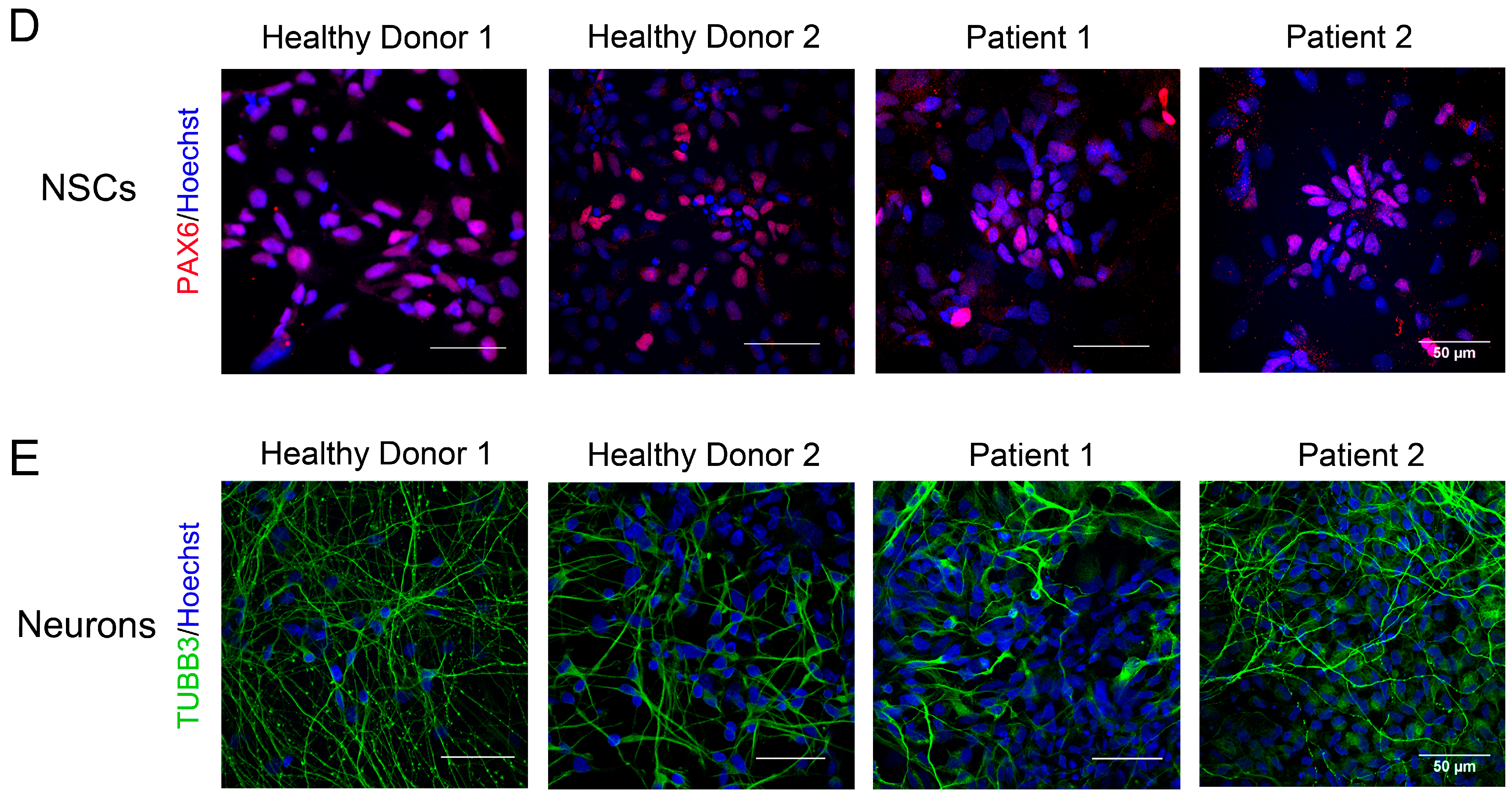 Cells 12 02702 g002b