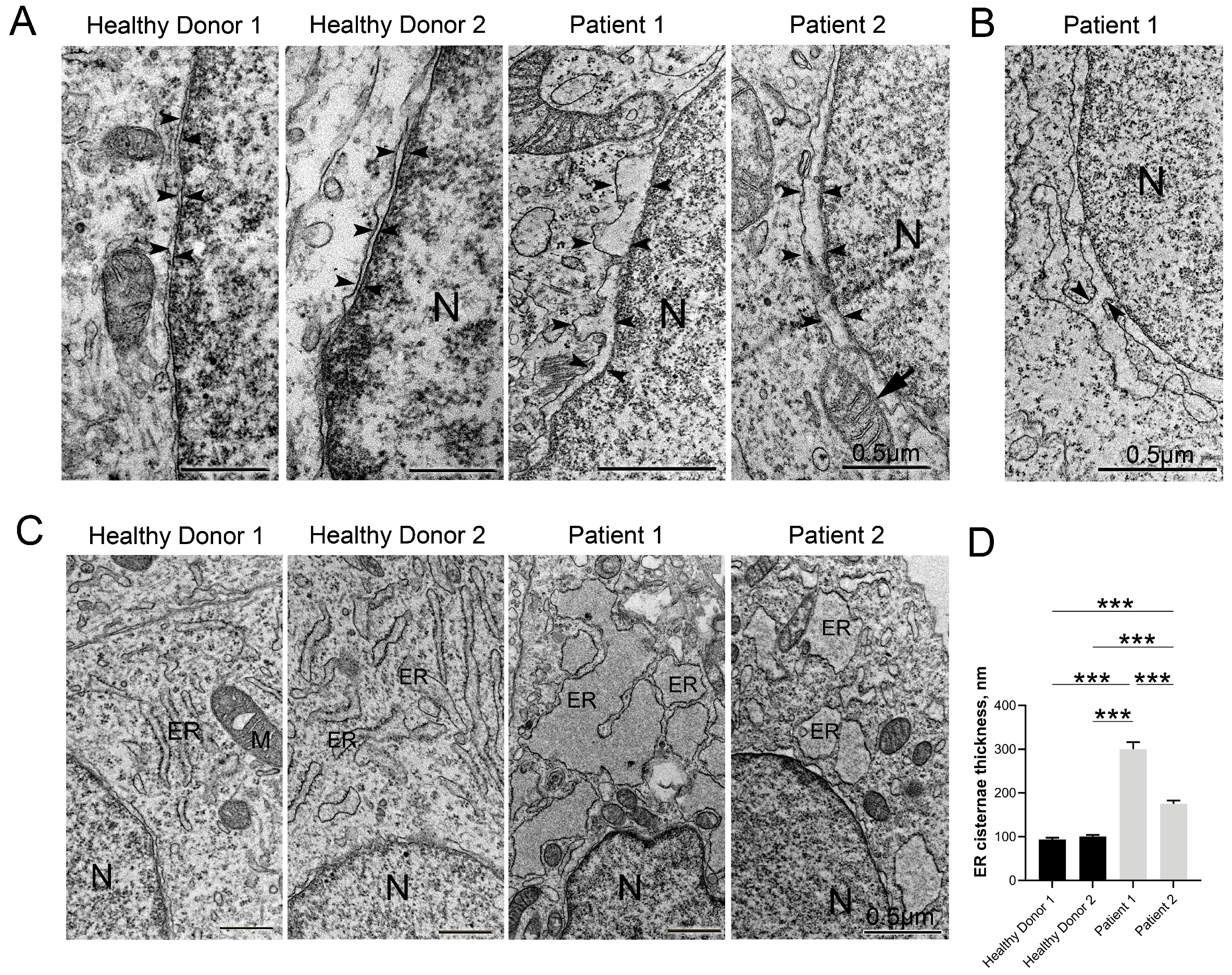 Cells 12 02702 g004a