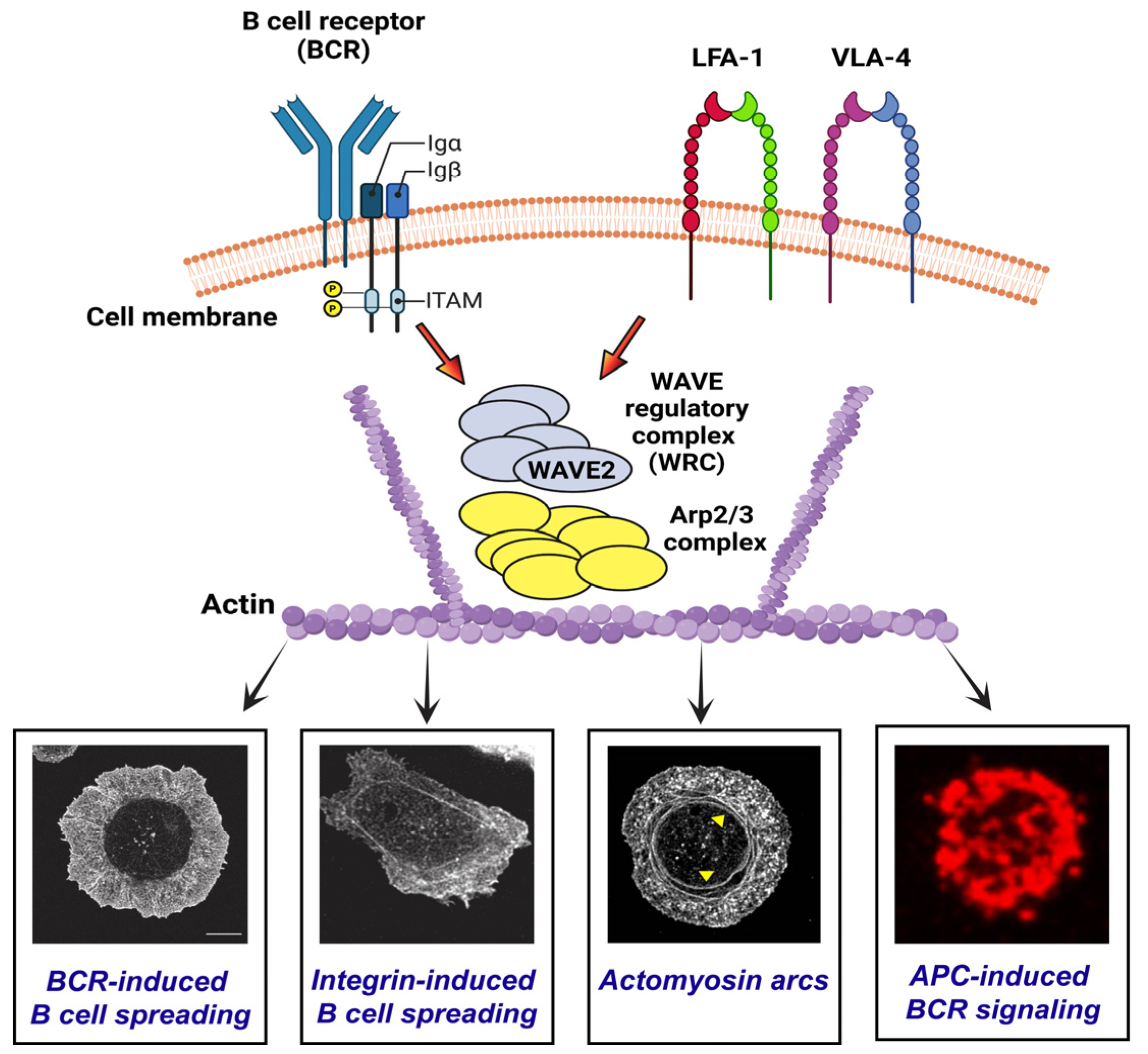 Cells | Free Full-Text | WAVE2 Regulates Actin-Dependent Processes ...