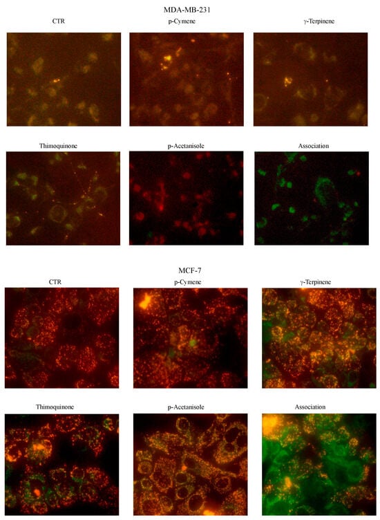 Cells, Free Full-Text